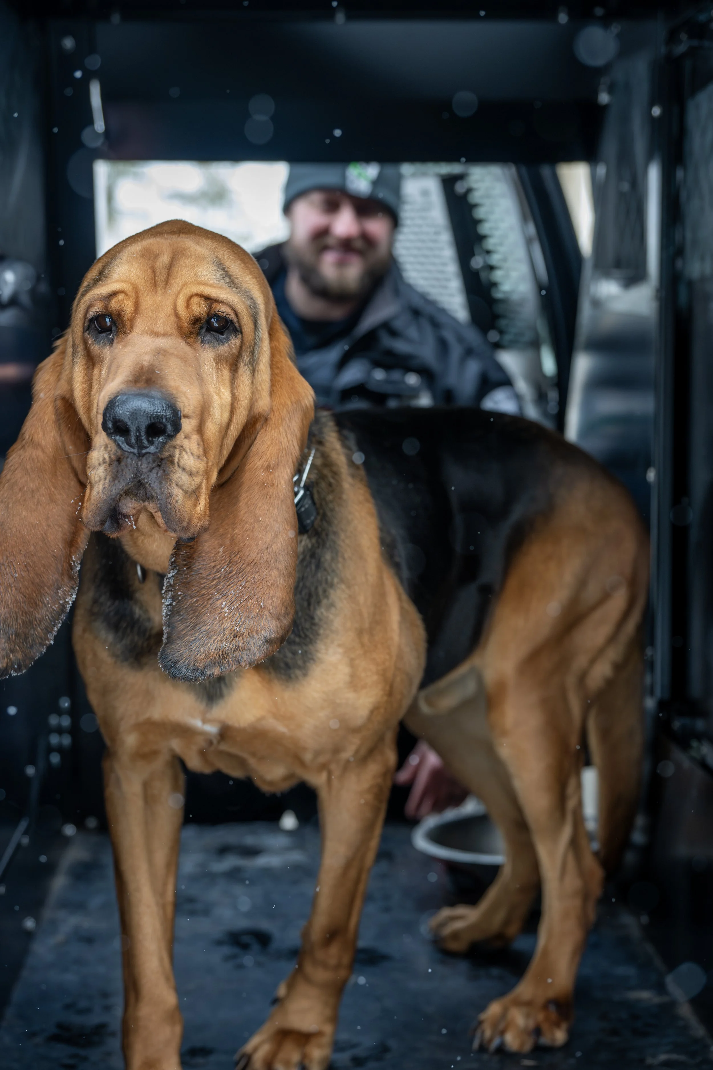 "Bear" - K9 Mt. Lebanon Police Department