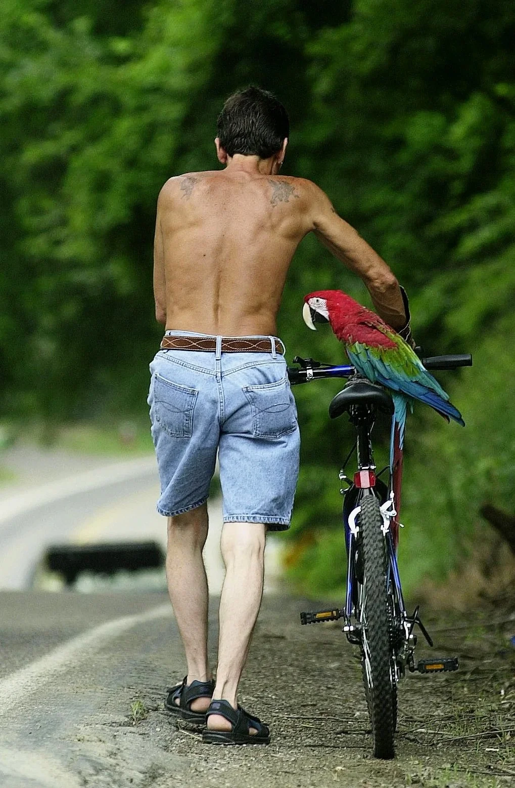 Bird Feature.jpg