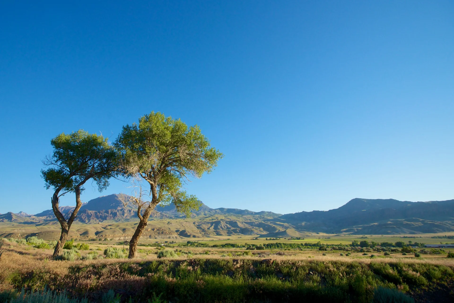 twin-trees-in-wyoming-meadow.jpg
