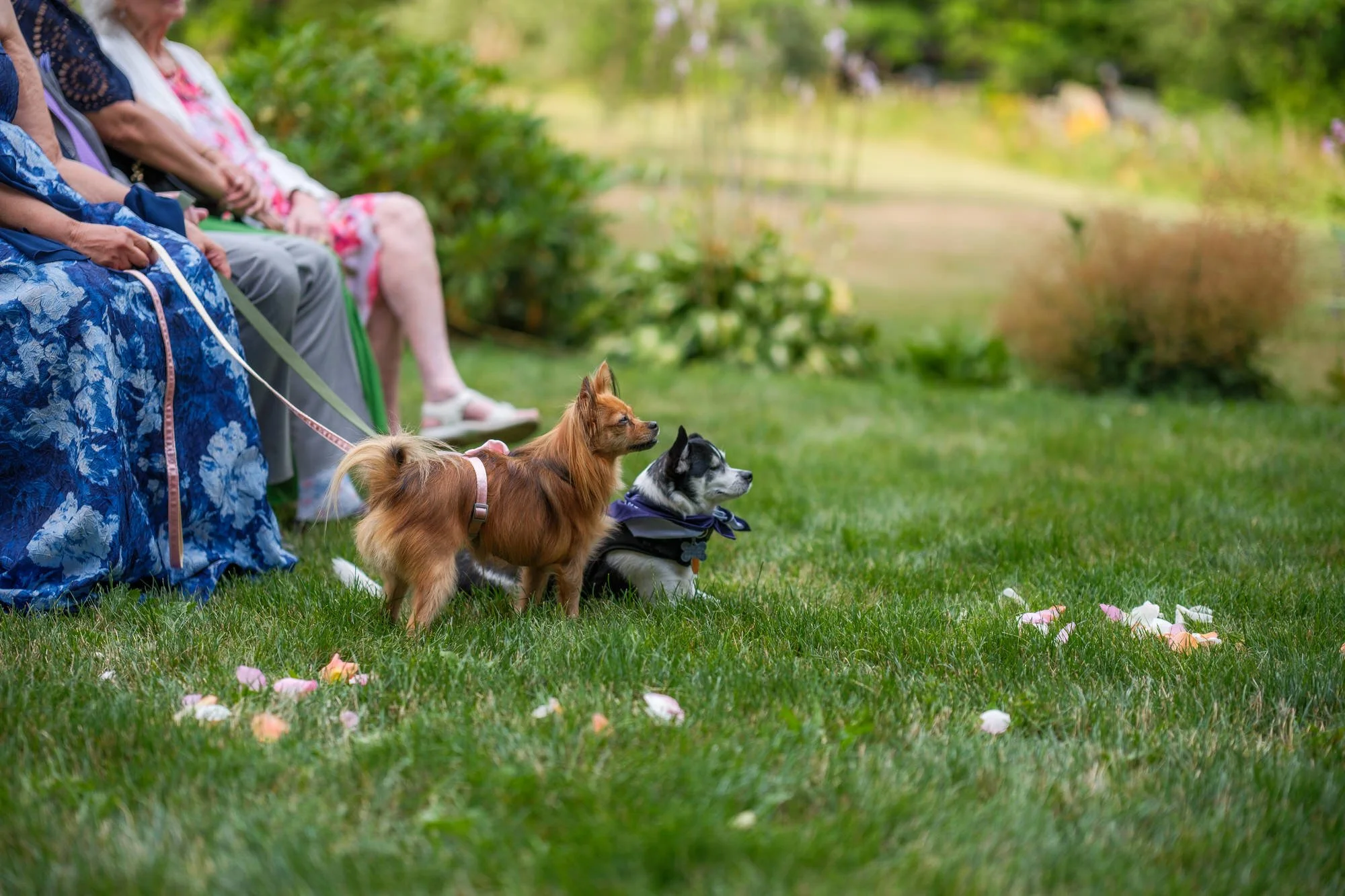 Small dog resting on the lawn beside seated wedding guests