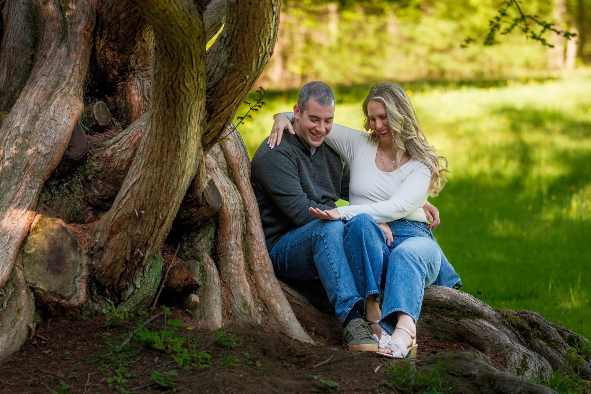Engaged couple sitting and laughing together among the roots of a massive old-growth tree at Maudslay State Park
