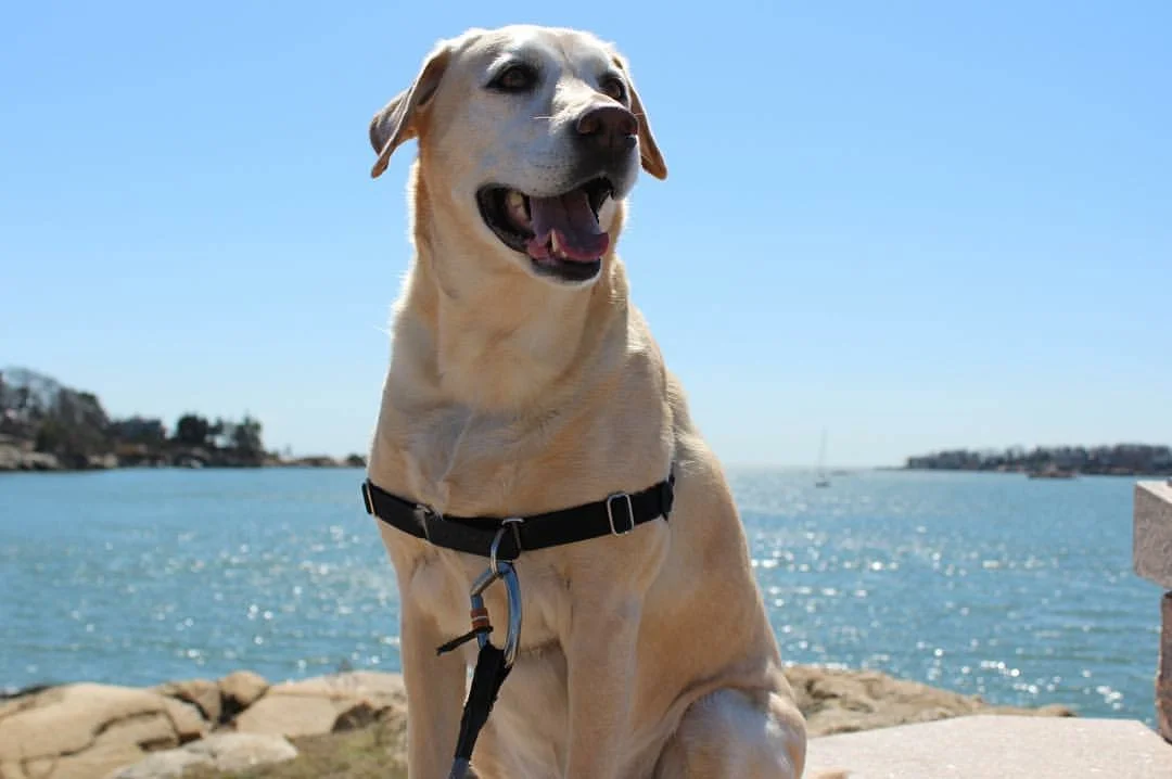 coastal pet clinic