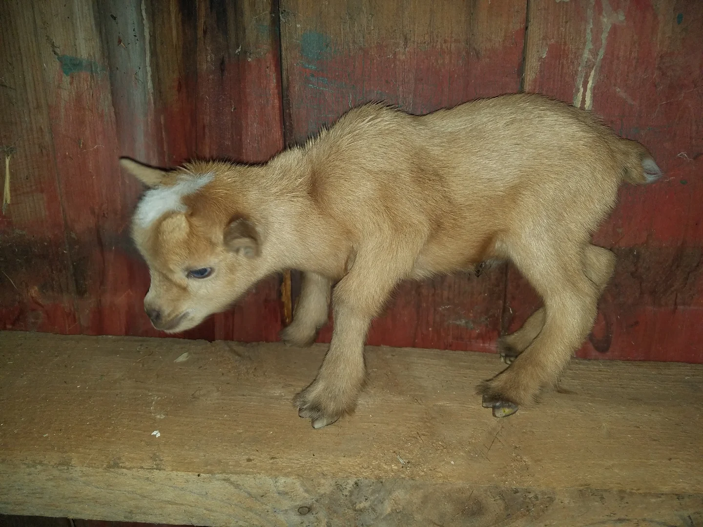 Blue x Dipper = K22, Buck, Sold (Quad)