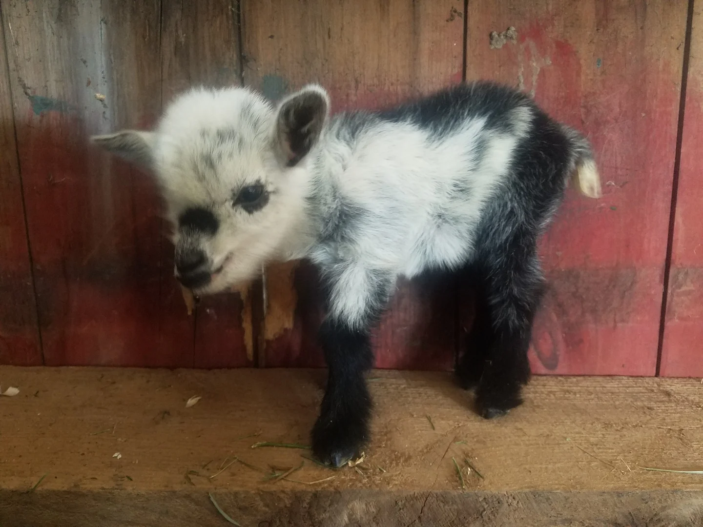 Katie x Z = K26, Doe, Sold (Twin)