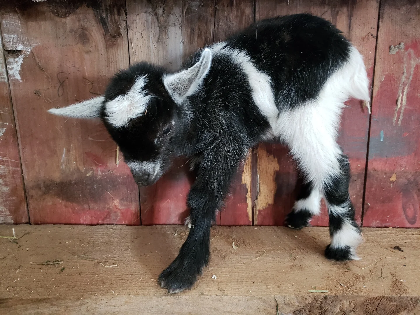 Naomi x Z = K28, Buck, Sold (Triplet)