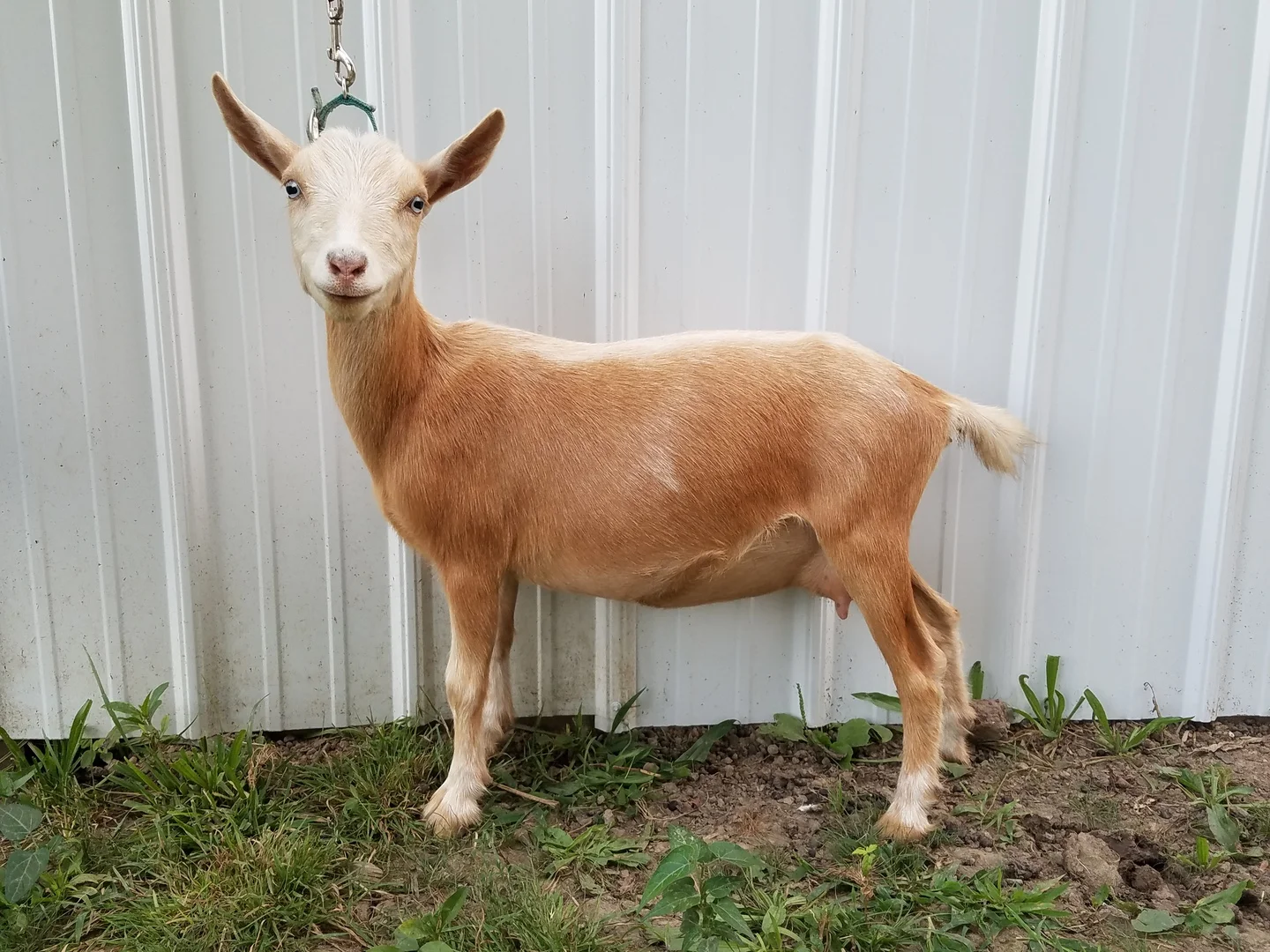 AJJ Farm Sweet Georgia Blue