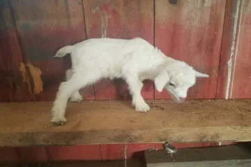 Gladys x Dipper = K24, Doe, Sold (Twin)