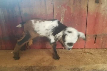 Gladys x Dipper = K23, Buck, Sold (Twin)