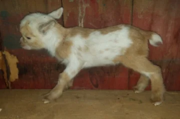 Blue x Dipper = K21, Buck, Retained (Quad)