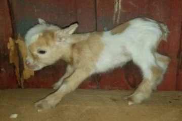 Blue x Dipper = K19, Buck, Sold (Quad)