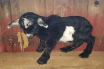 Calypso x Z = K17, Buck, Sold (Singleton)