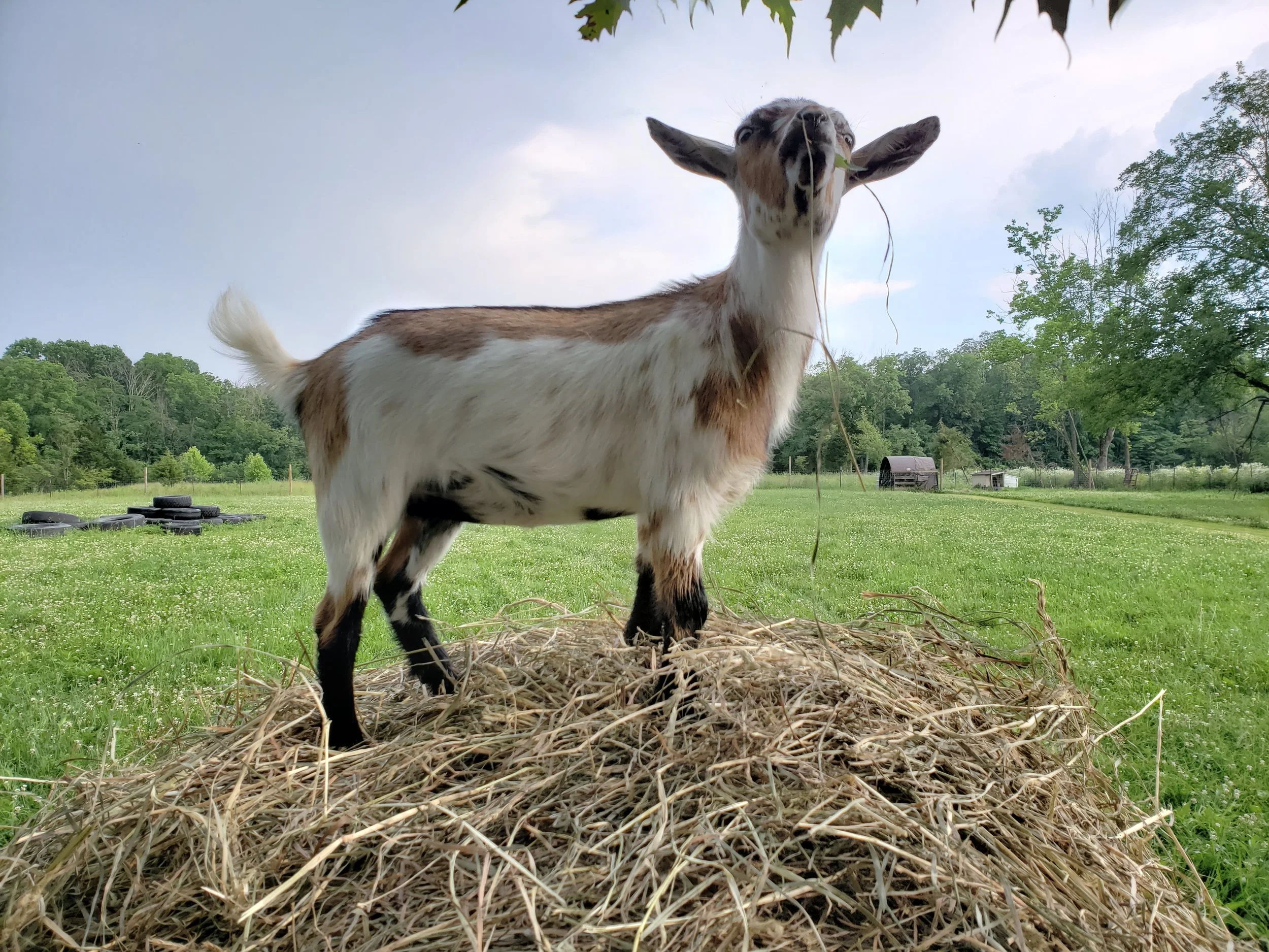 Goat Maid's Farm Z KateSavannah