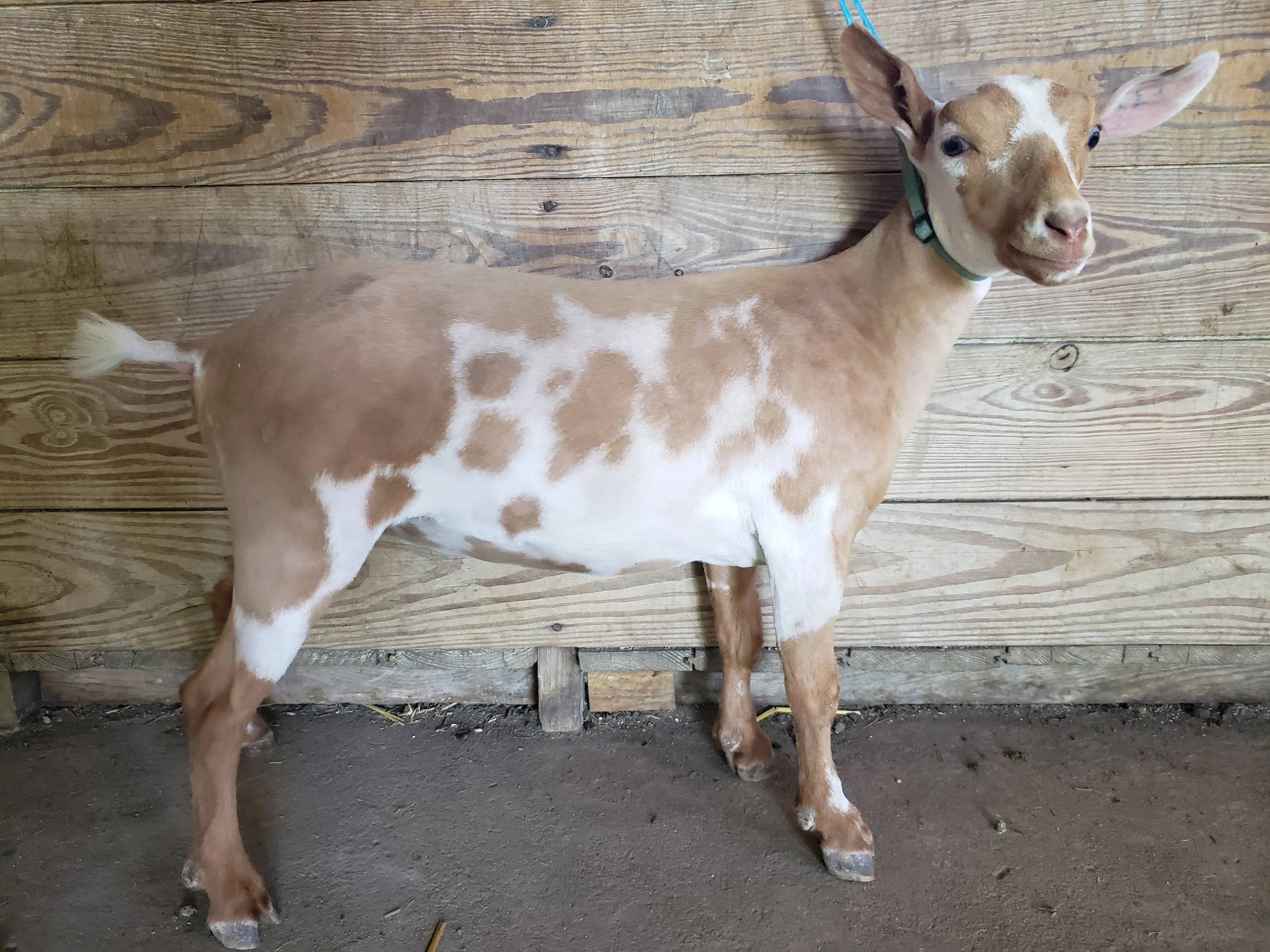 Goat Maid's Farm Yah Johanny