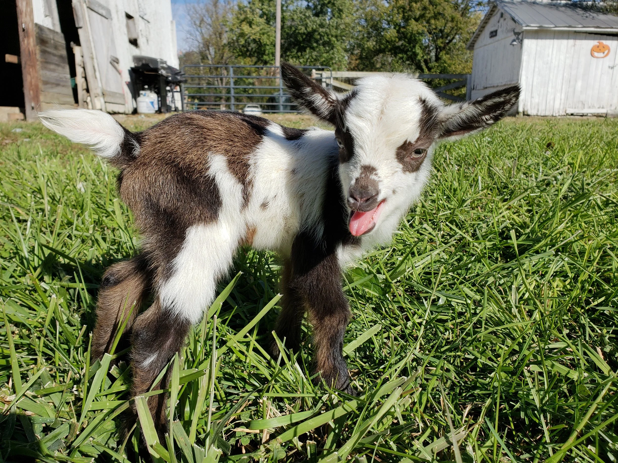 Topaz x Dipper = K35 Buck, Sold (Triplet)