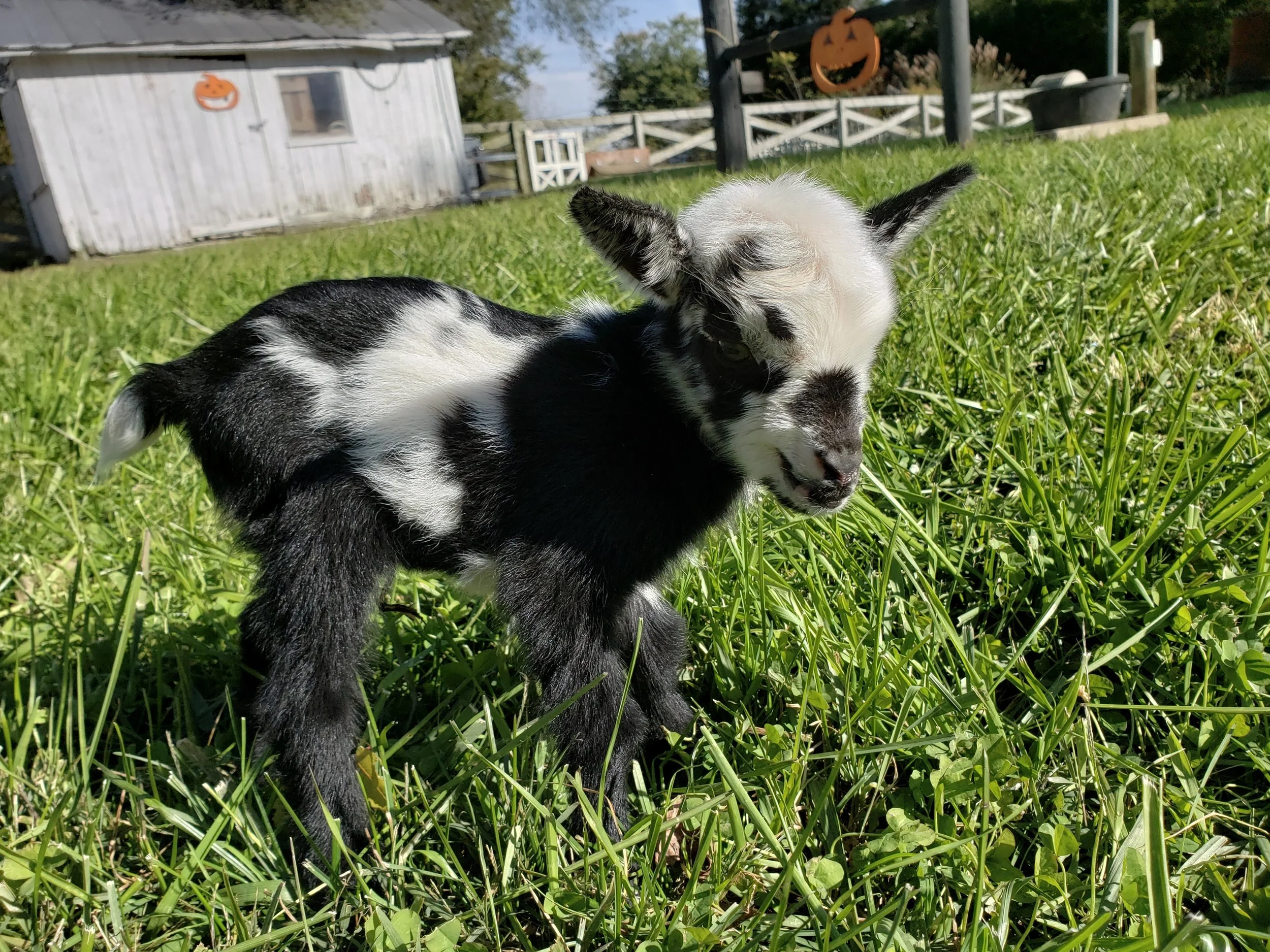 Topaz x Dipper = K36 Buck, Sold (Triplet)