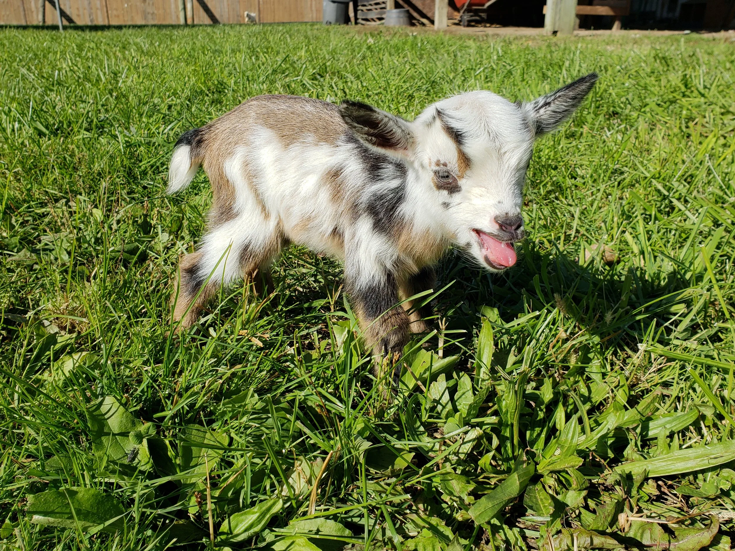 Topaz x Dipper = K37 Doe, Sold (Triplet)