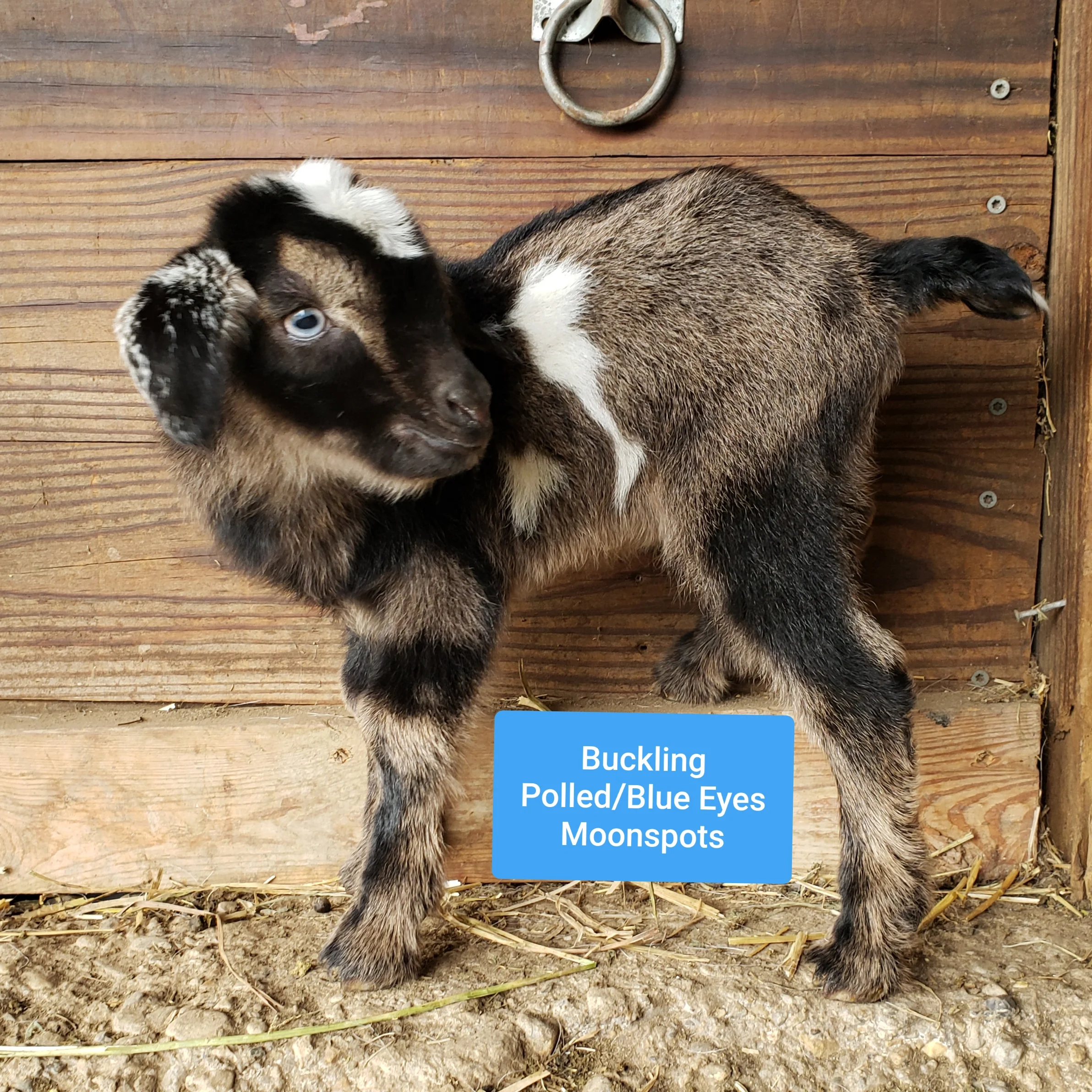 Gerdie X Blue = K39 Buck, Sold (Triplet)