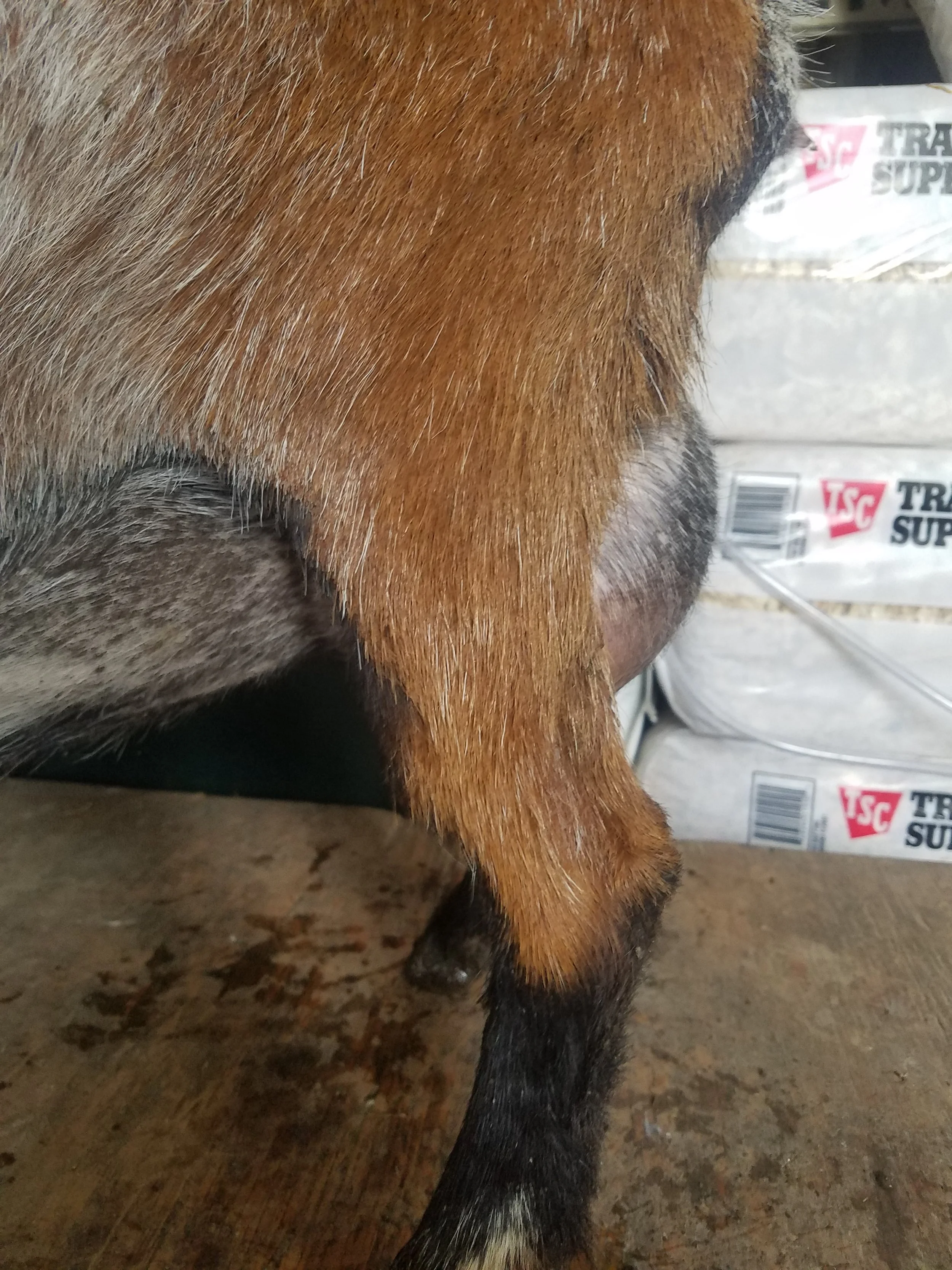 Liesel’s First Freshening Udder 2018 -Side View