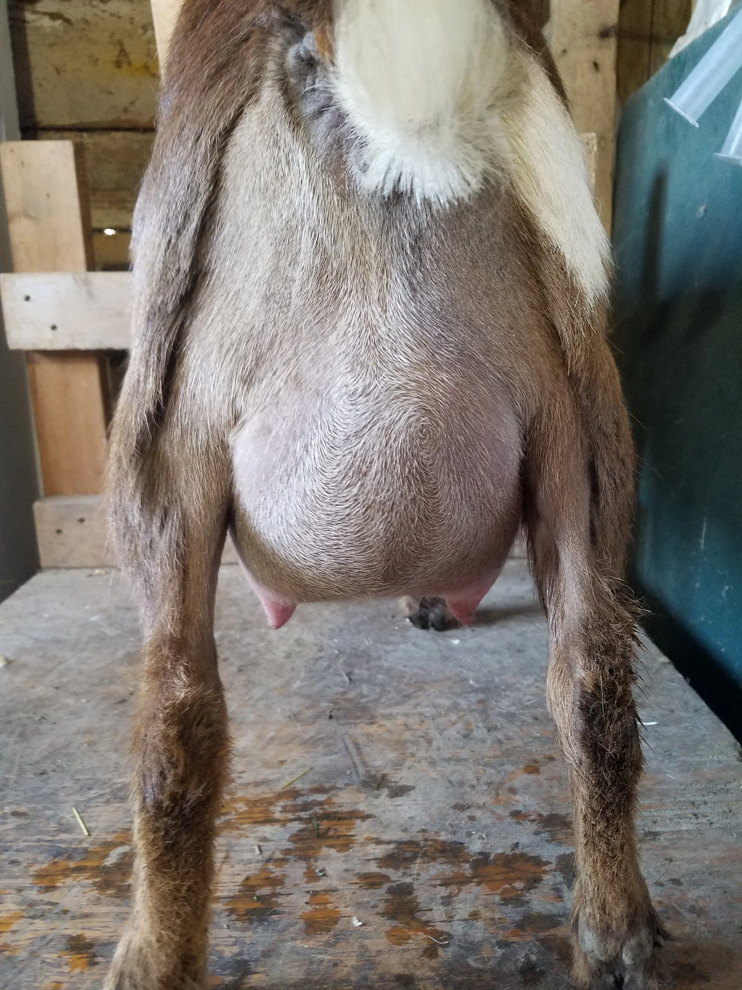 Filly First Freshening Udder 2018: Rear view