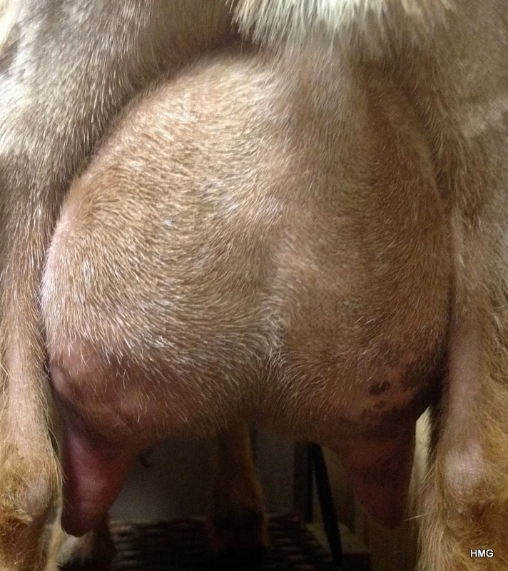 Sara’s First Freshening Udder