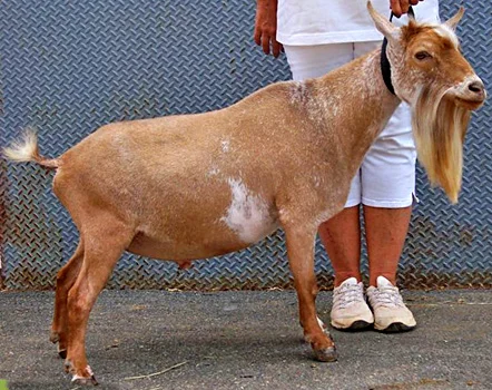 Sara’s Sire Photo Courtesy Kids Corral