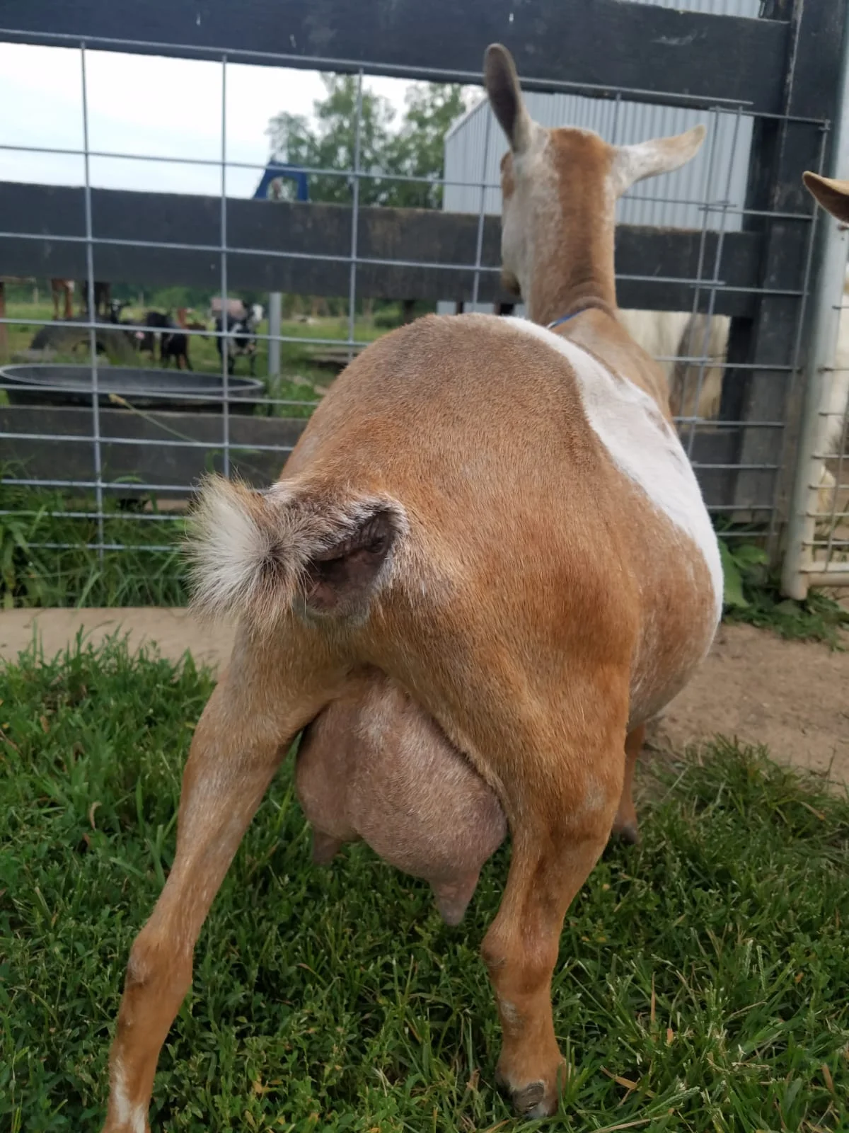 Sara Rear View 2018: Not a full udder