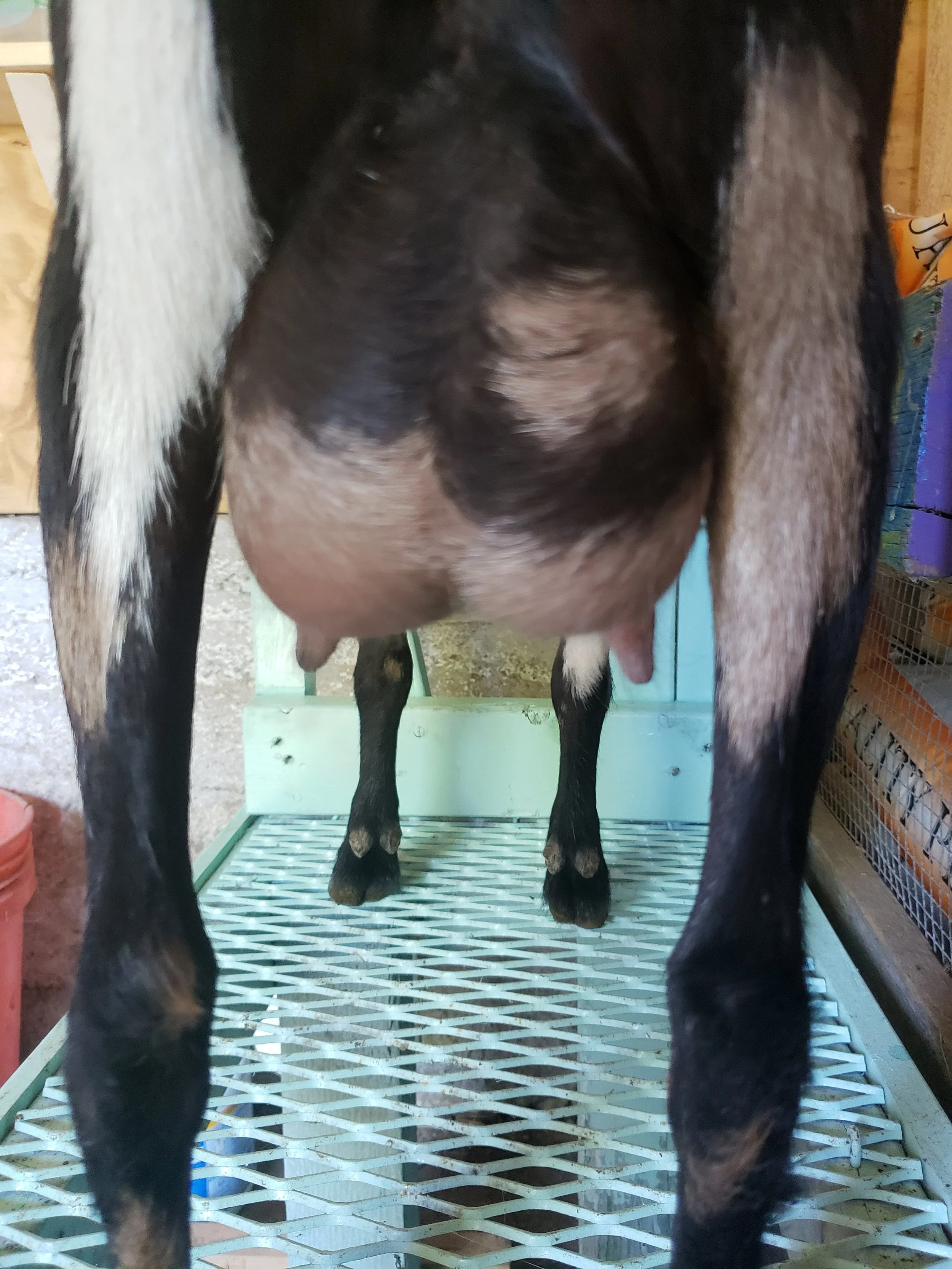 Whips 1st Freshening Udder