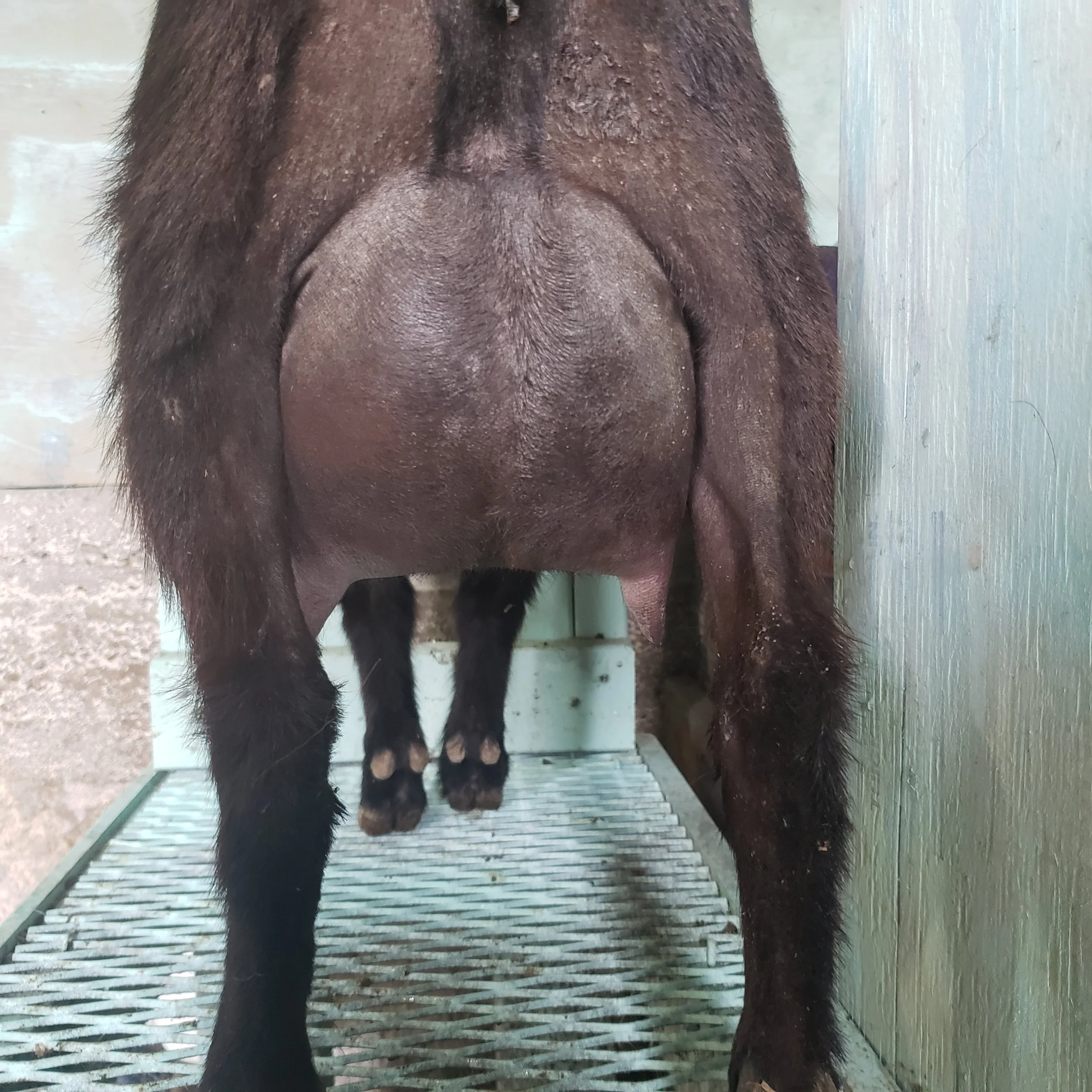 Duet First Freshening Udder 2019: Rear view, 12 hr Fill 14 Days Fresh