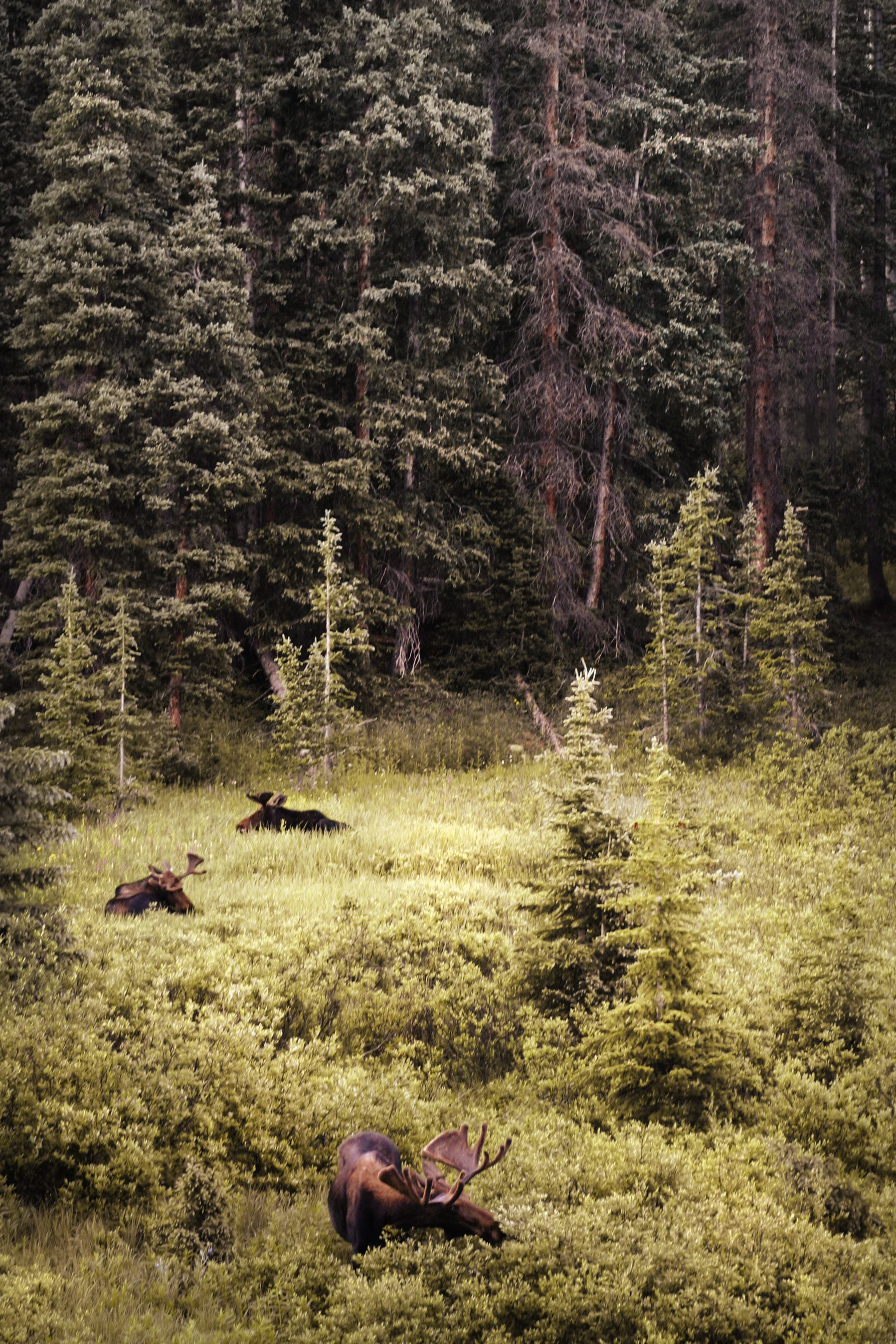 MoosesIII.jpg