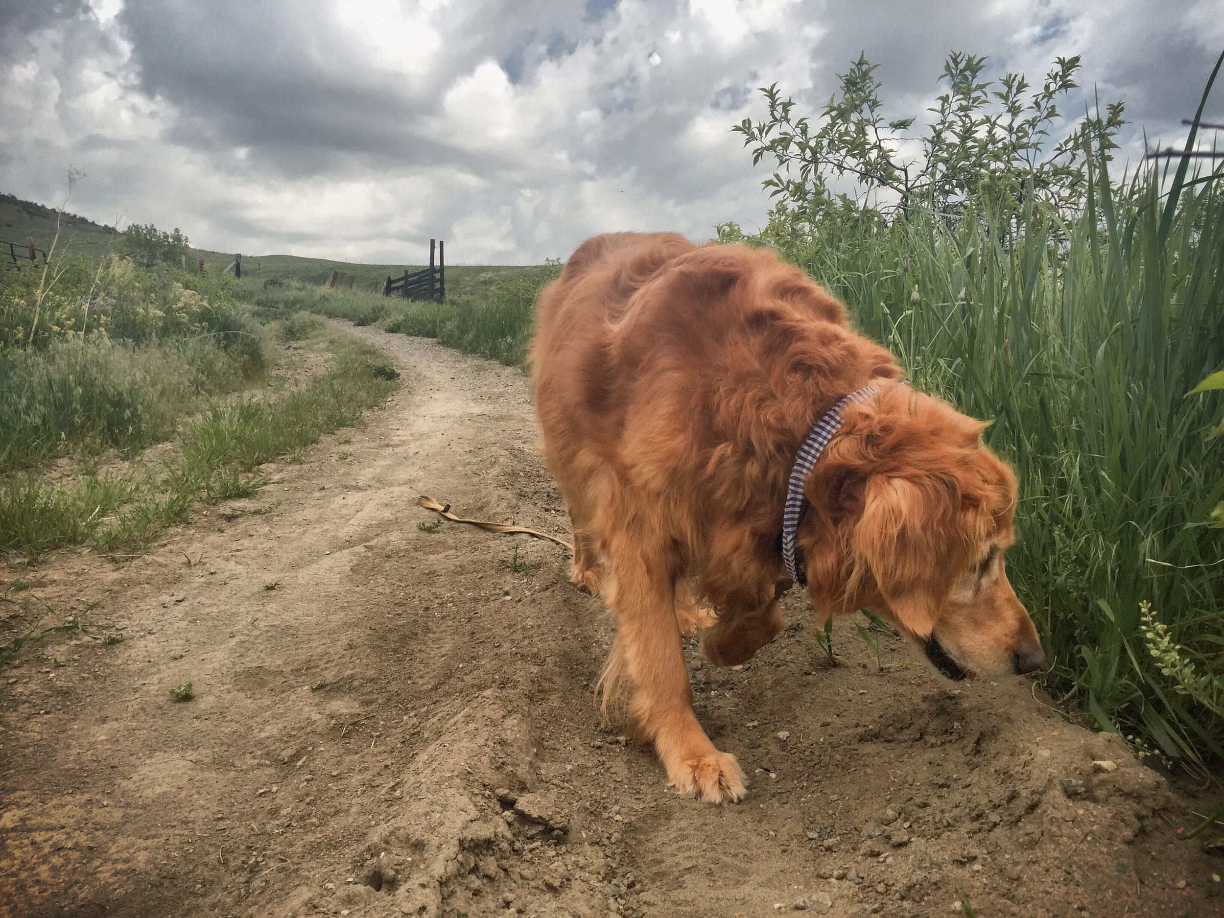 Dogs-1.jpg