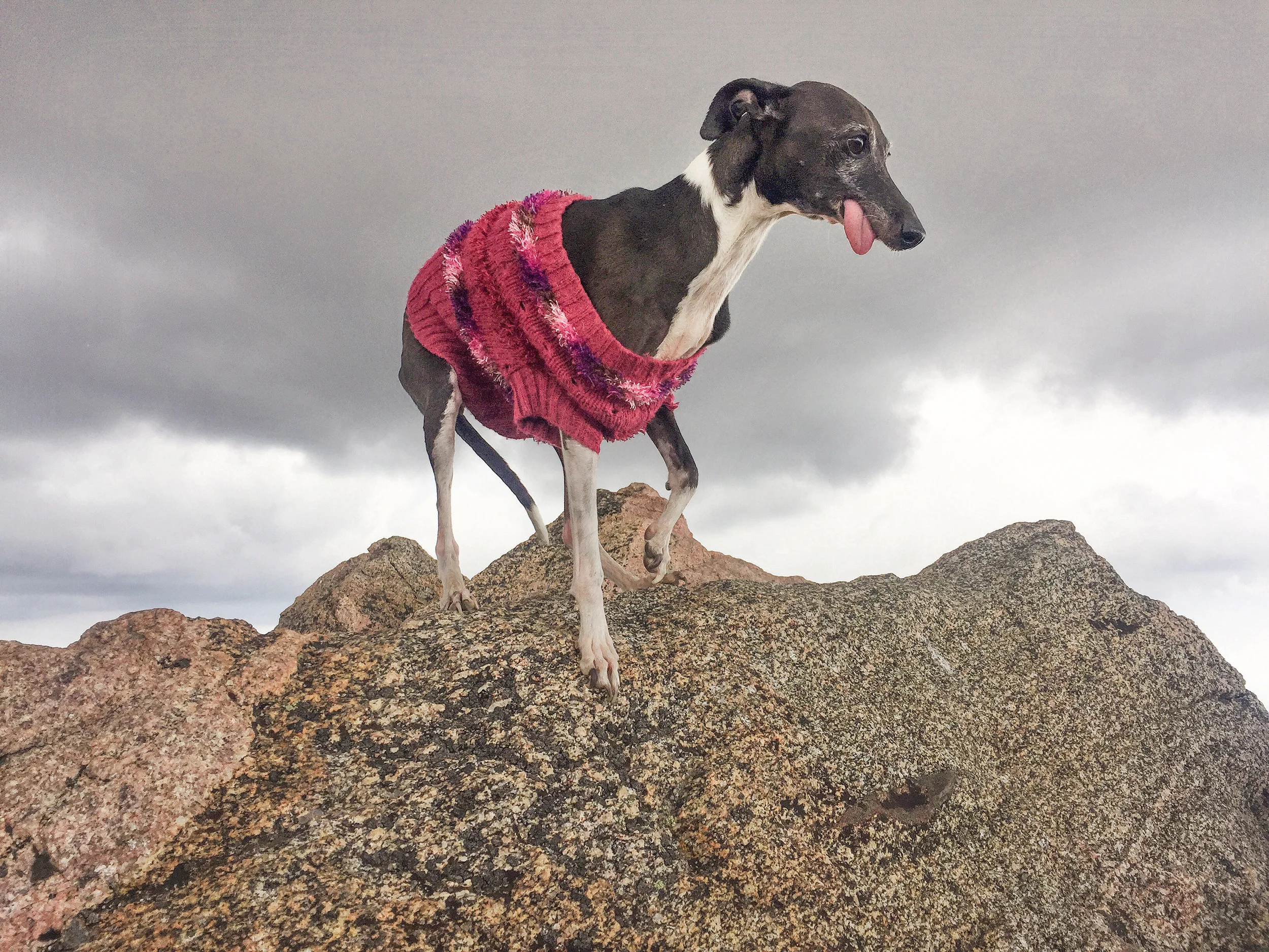 Dogs-1-3.jpg