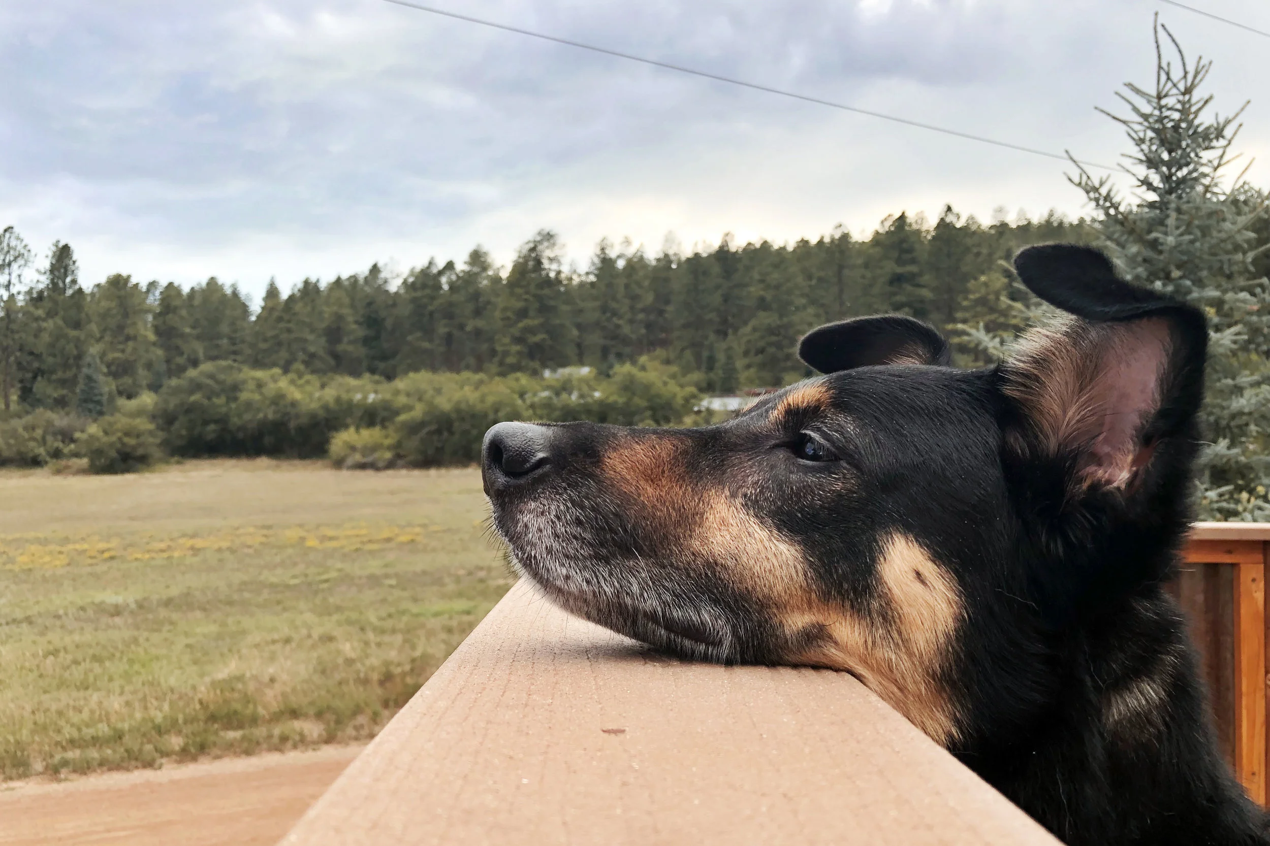 Dogs-1-5.jpg