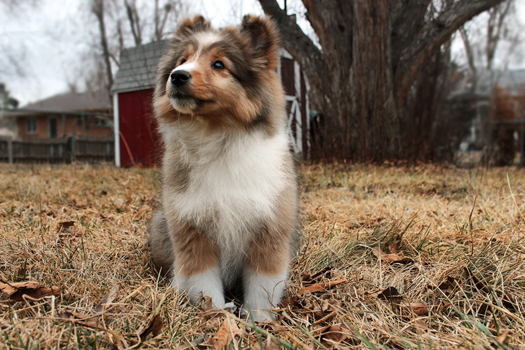 Dogs-1.jpg