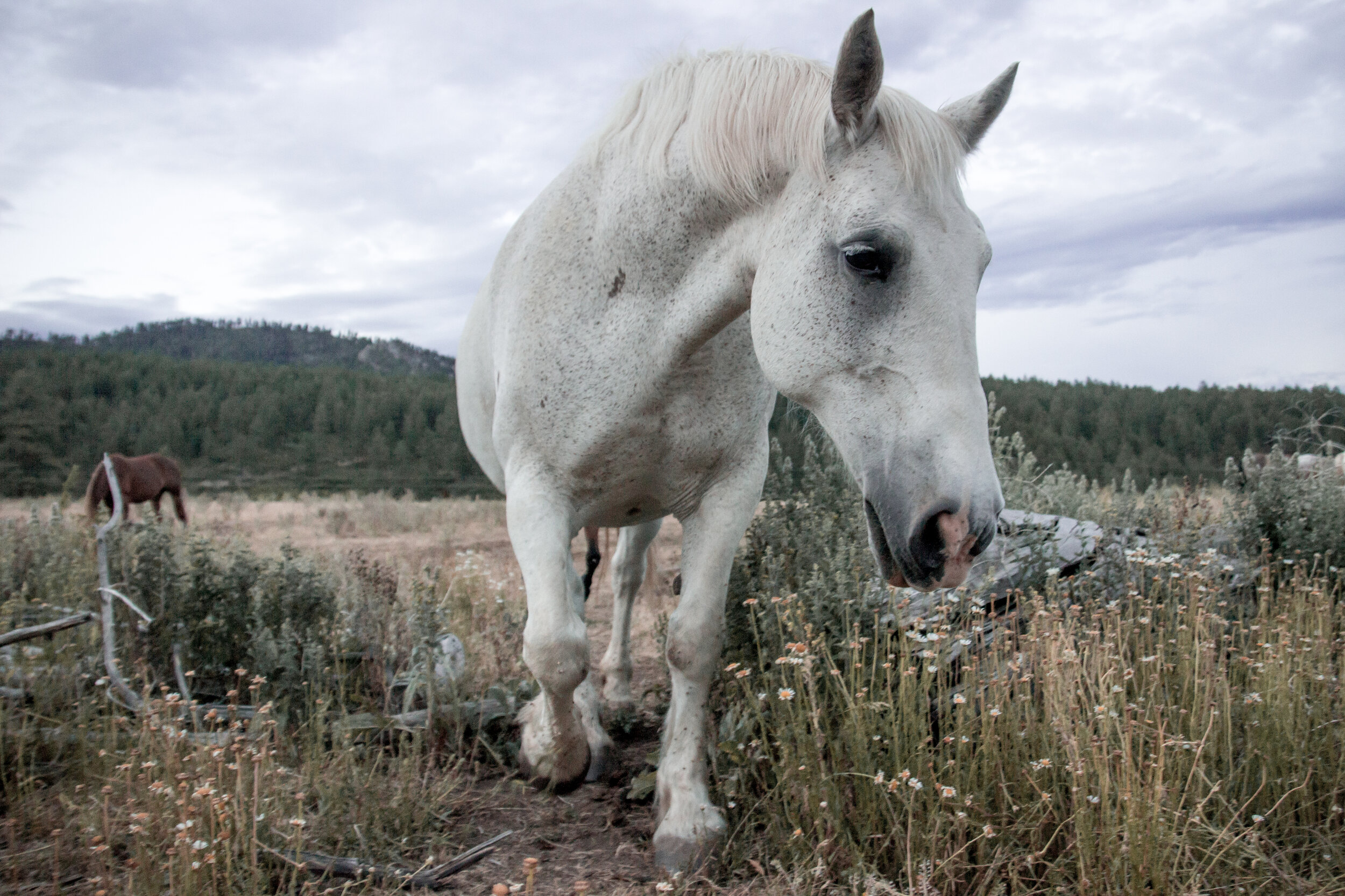 CampHorses2017-134.jpg