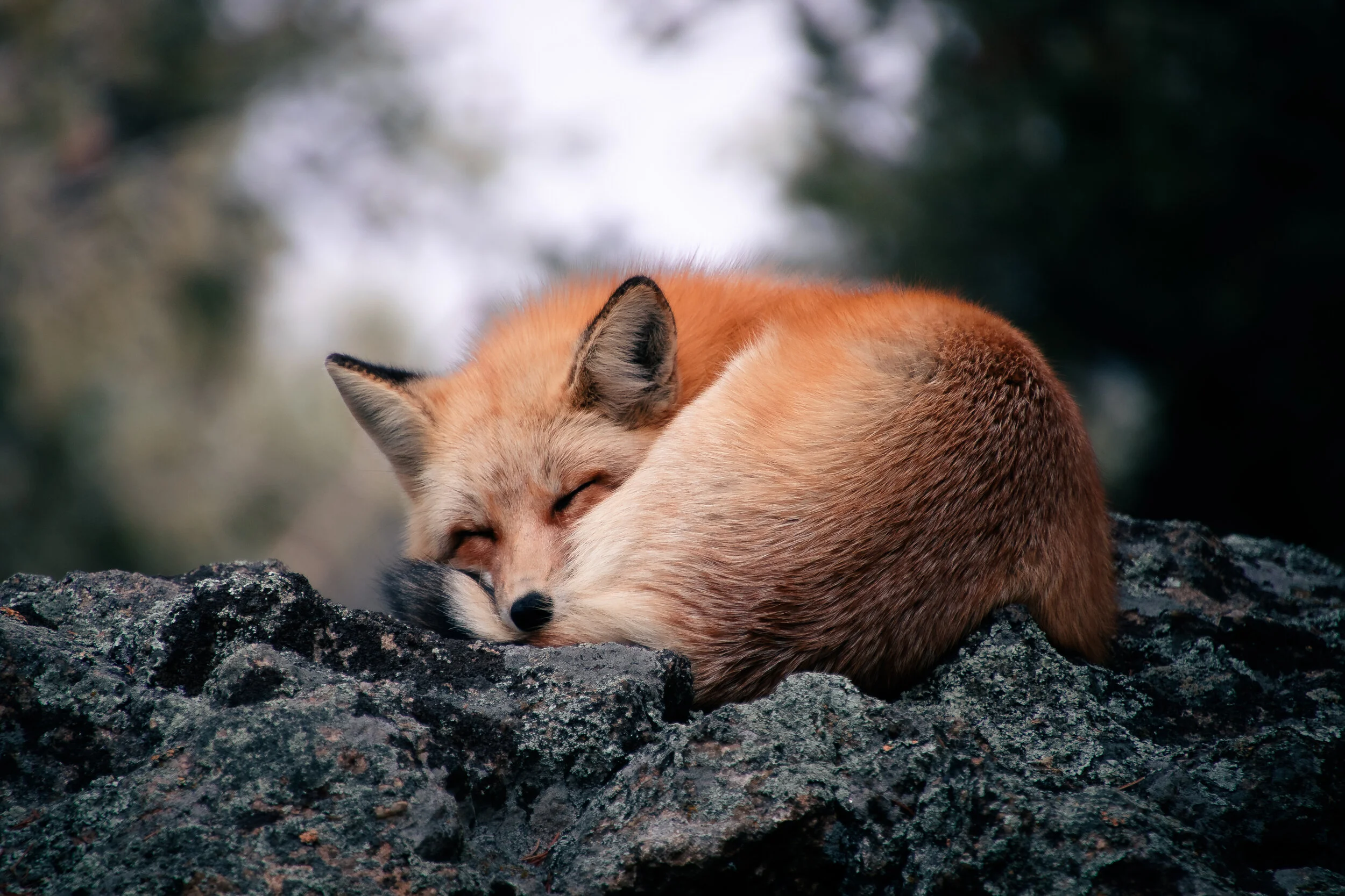 Birthday Fox-6.jpg