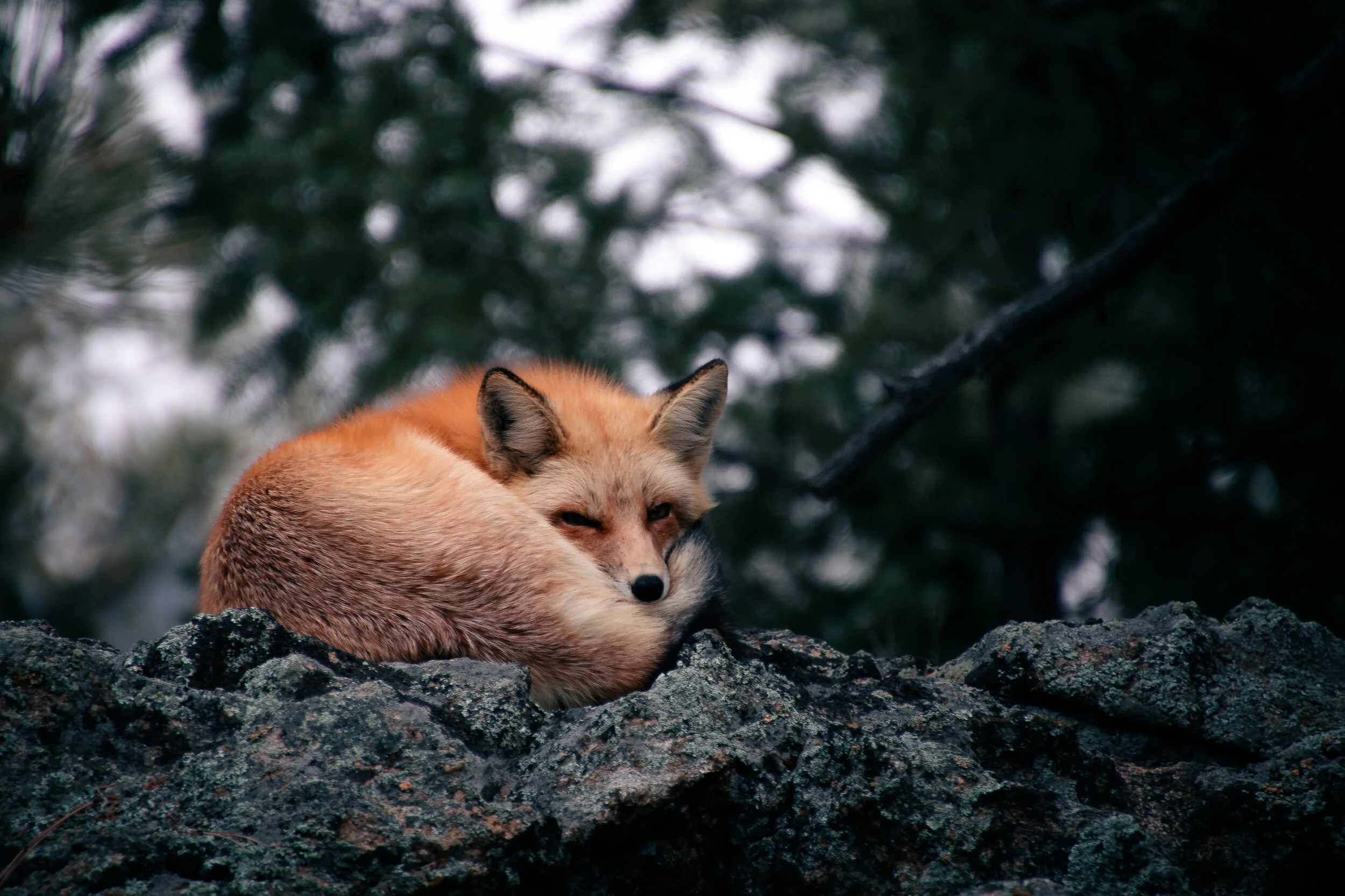 Birthday Fox-13.jpg