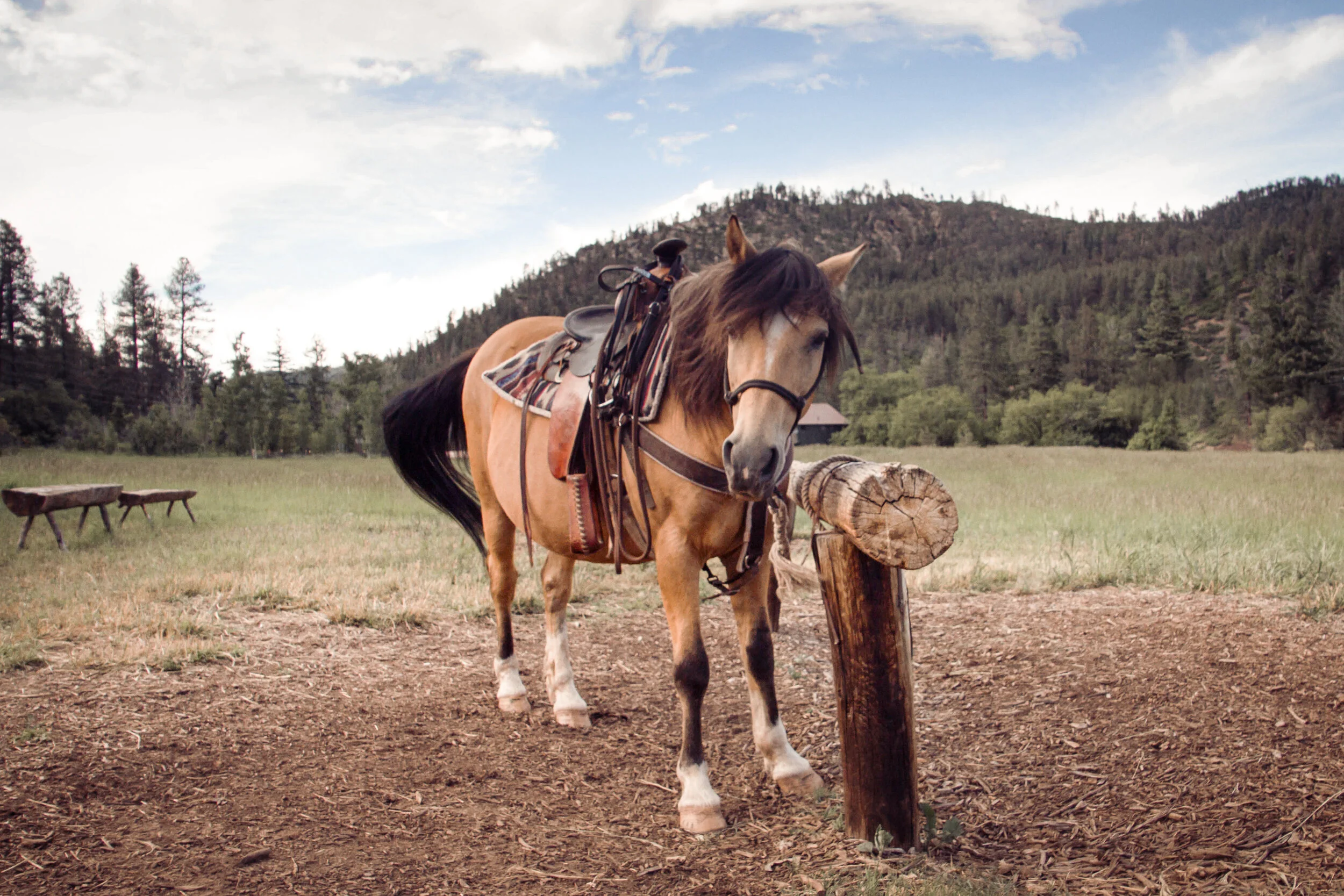 Hobbit Horse.jpg