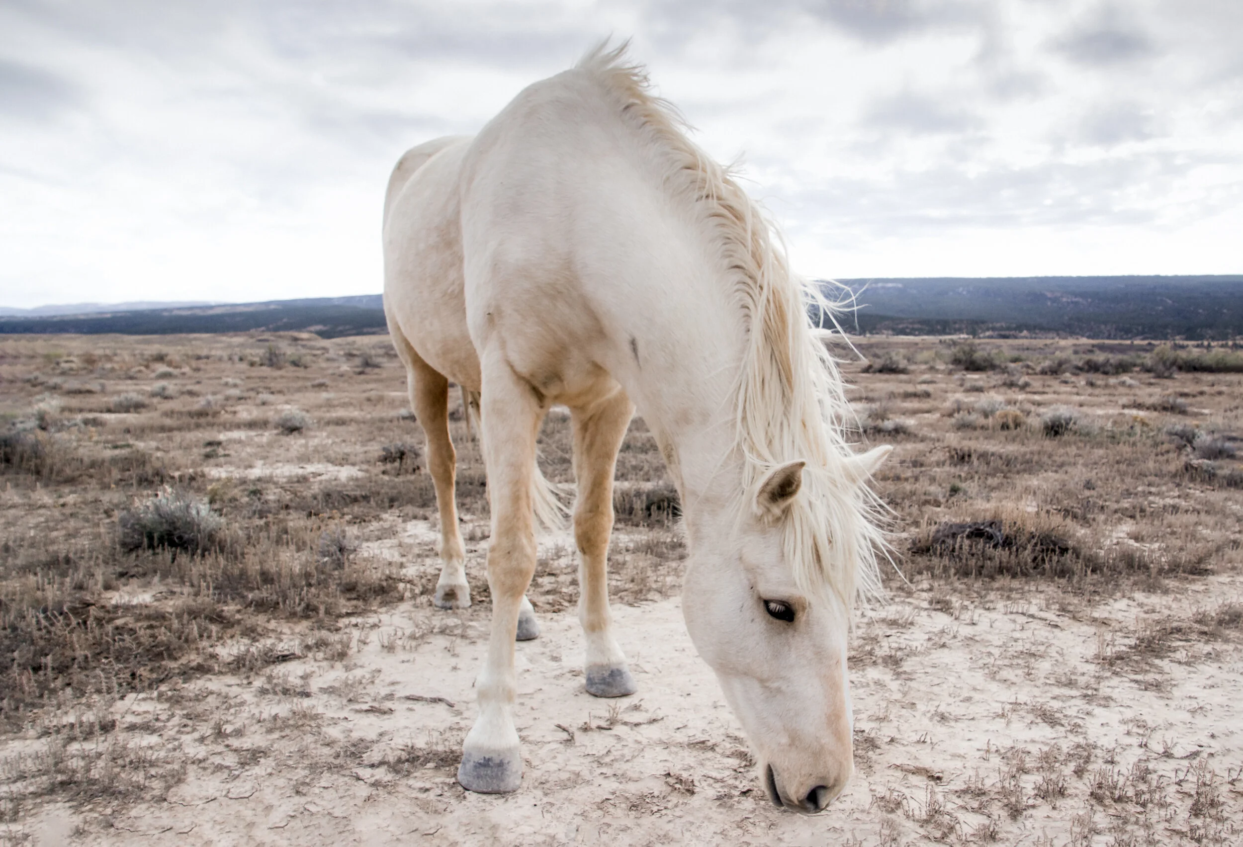 Cream Colored Mare Grazing sm.jpg
