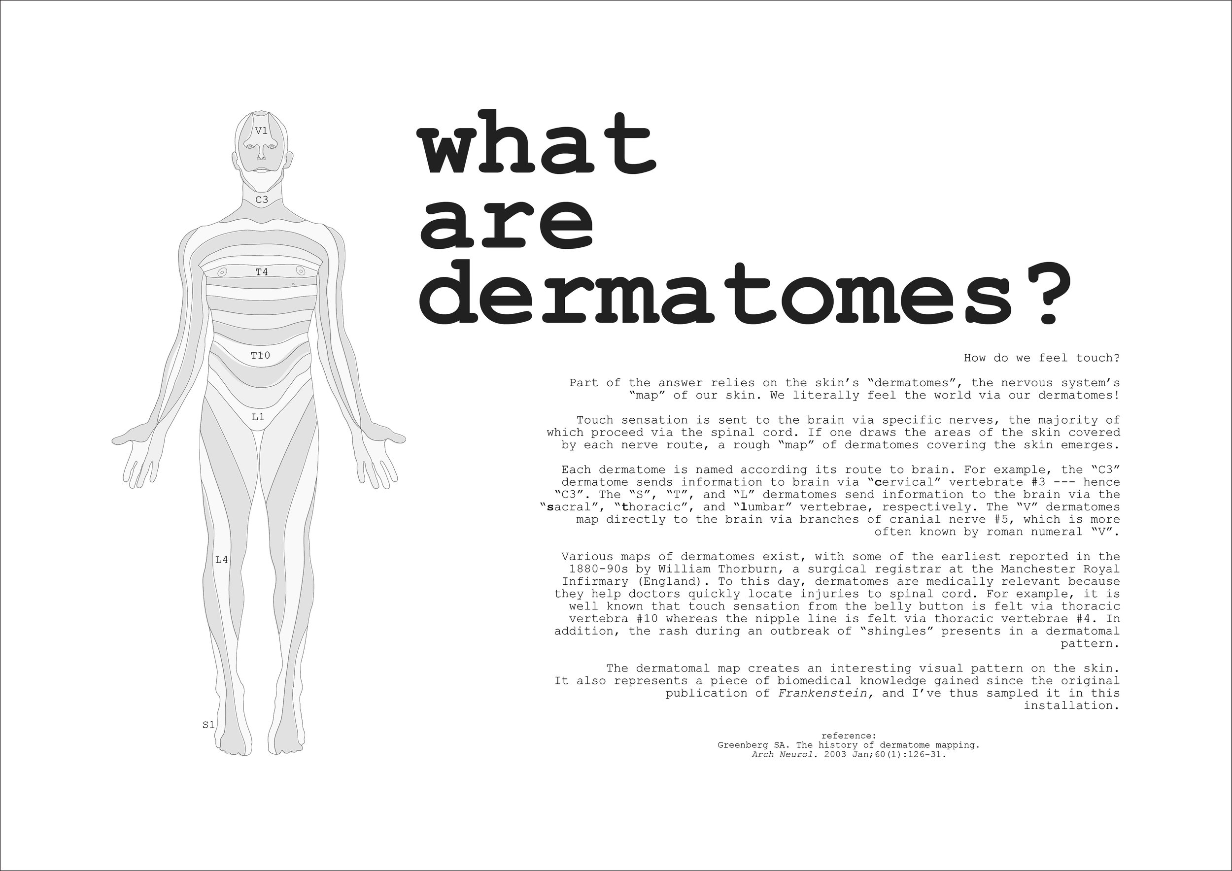 dermatomes