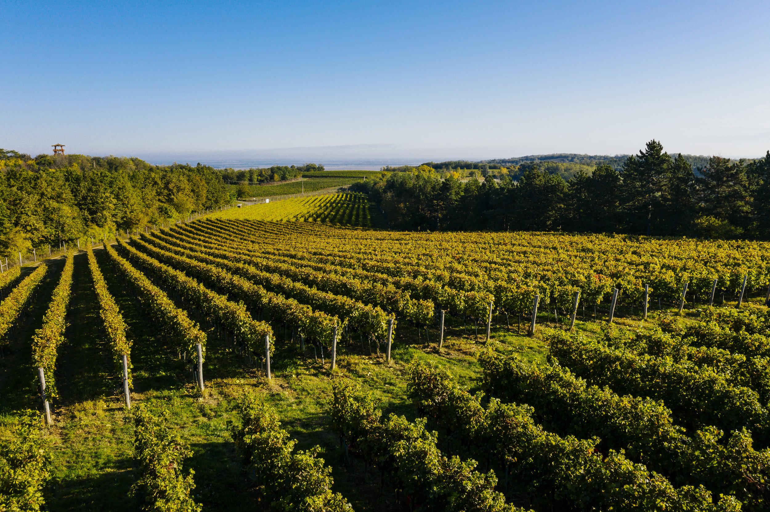 Drone photo of the Bati Kereszt Kékfrankos vineyard © Hirling Bálint 2019.JPG