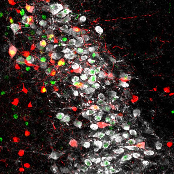 LC neurons that have been activated during distinct behaviors can be labeled.