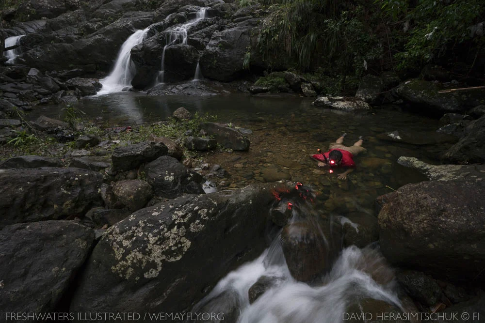 FreshwatersIllustrated_Luquillo-8.jpg