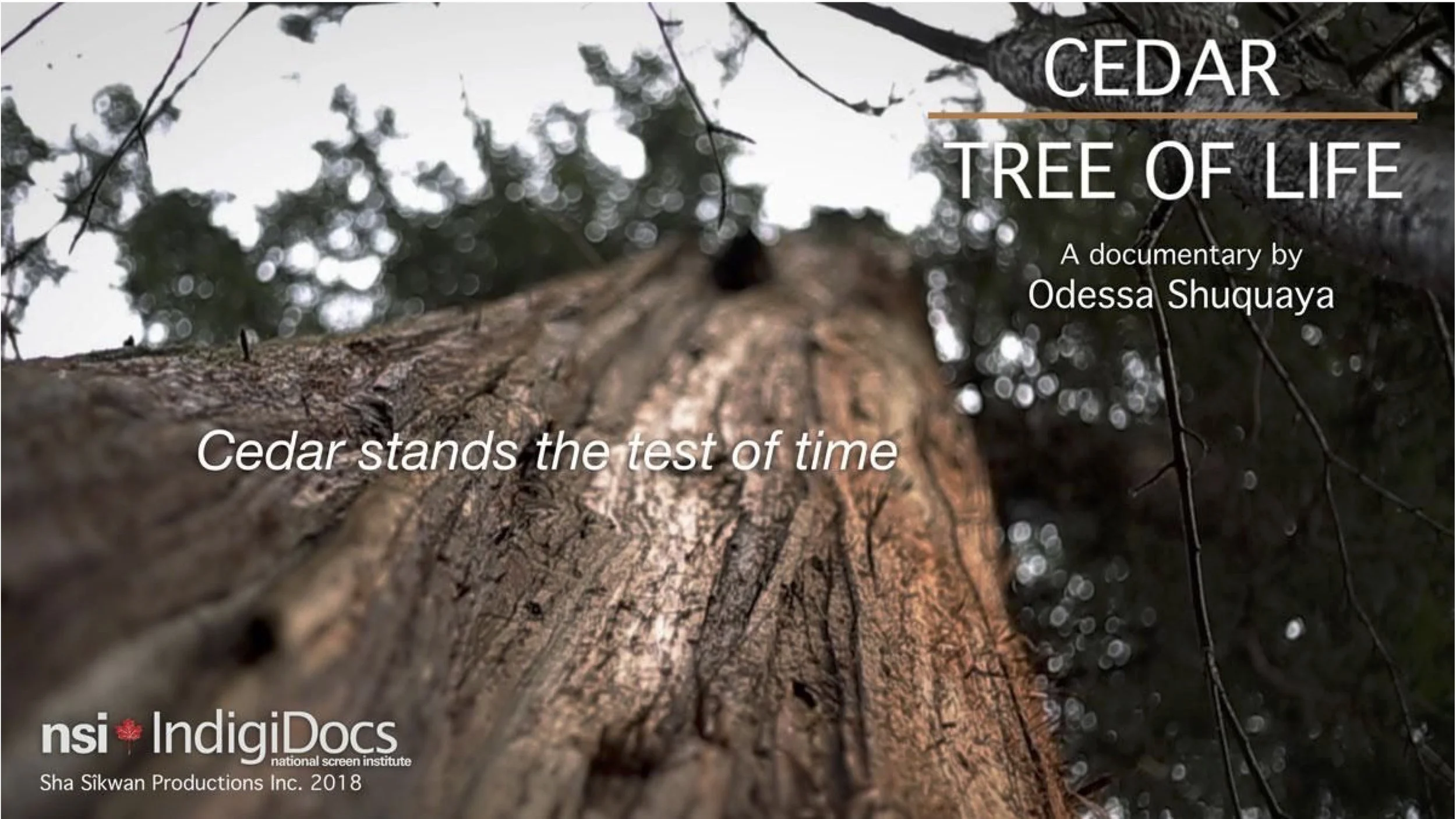 cedar.jpg