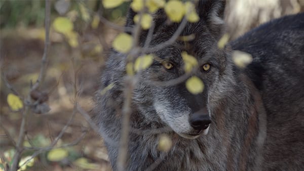 GreatOldBroadsforWolves-2.jpg