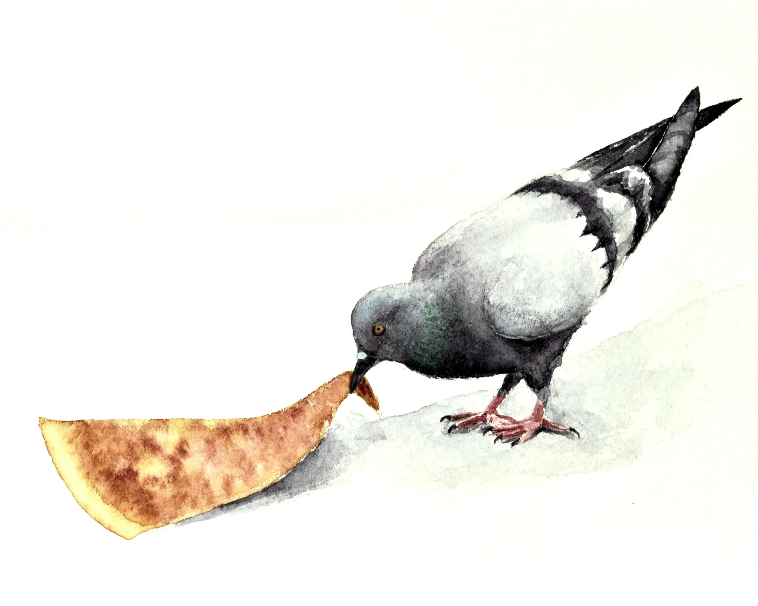 Pigeon 8 x 10.jpg