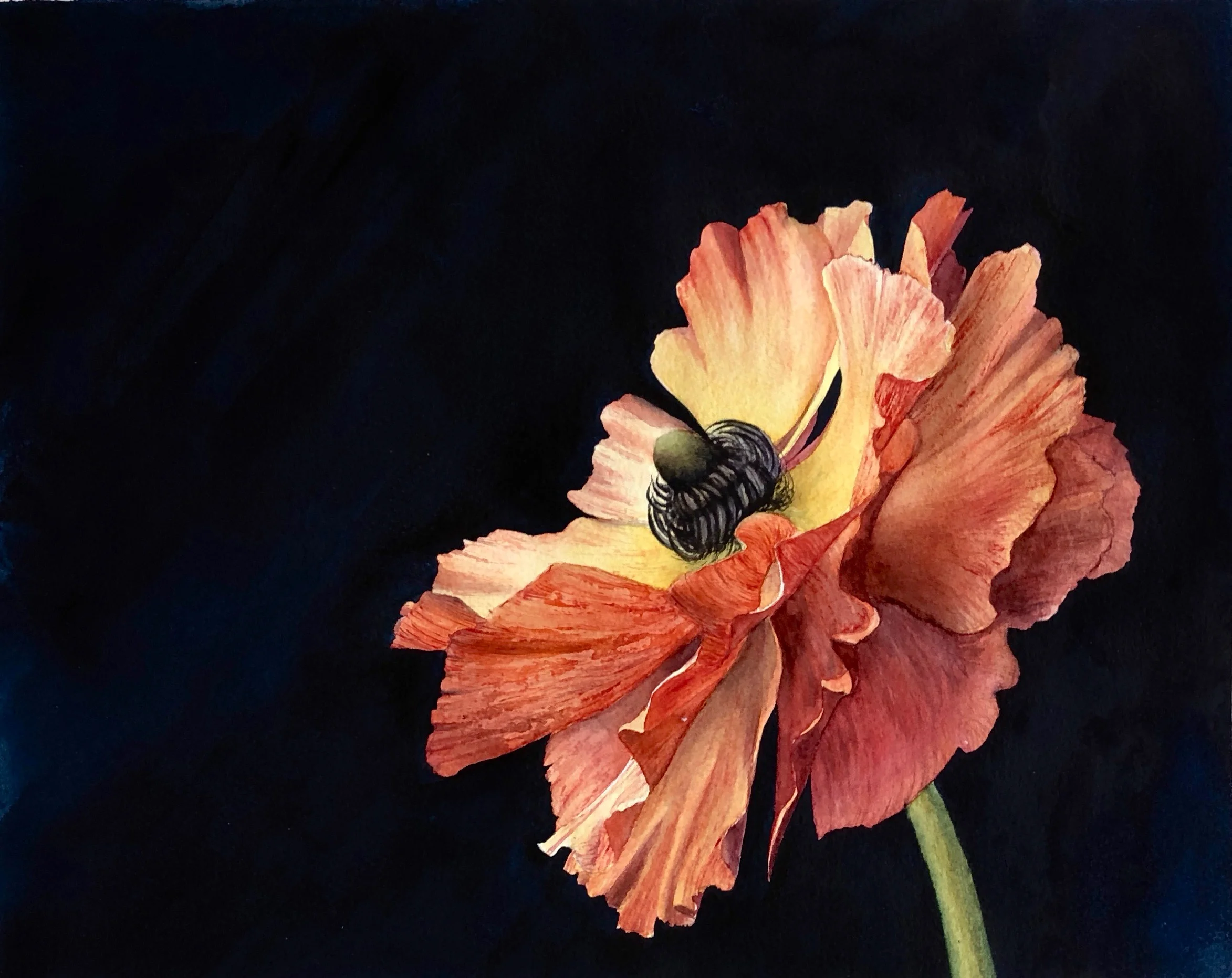 Ranunculus Orange.jpg
