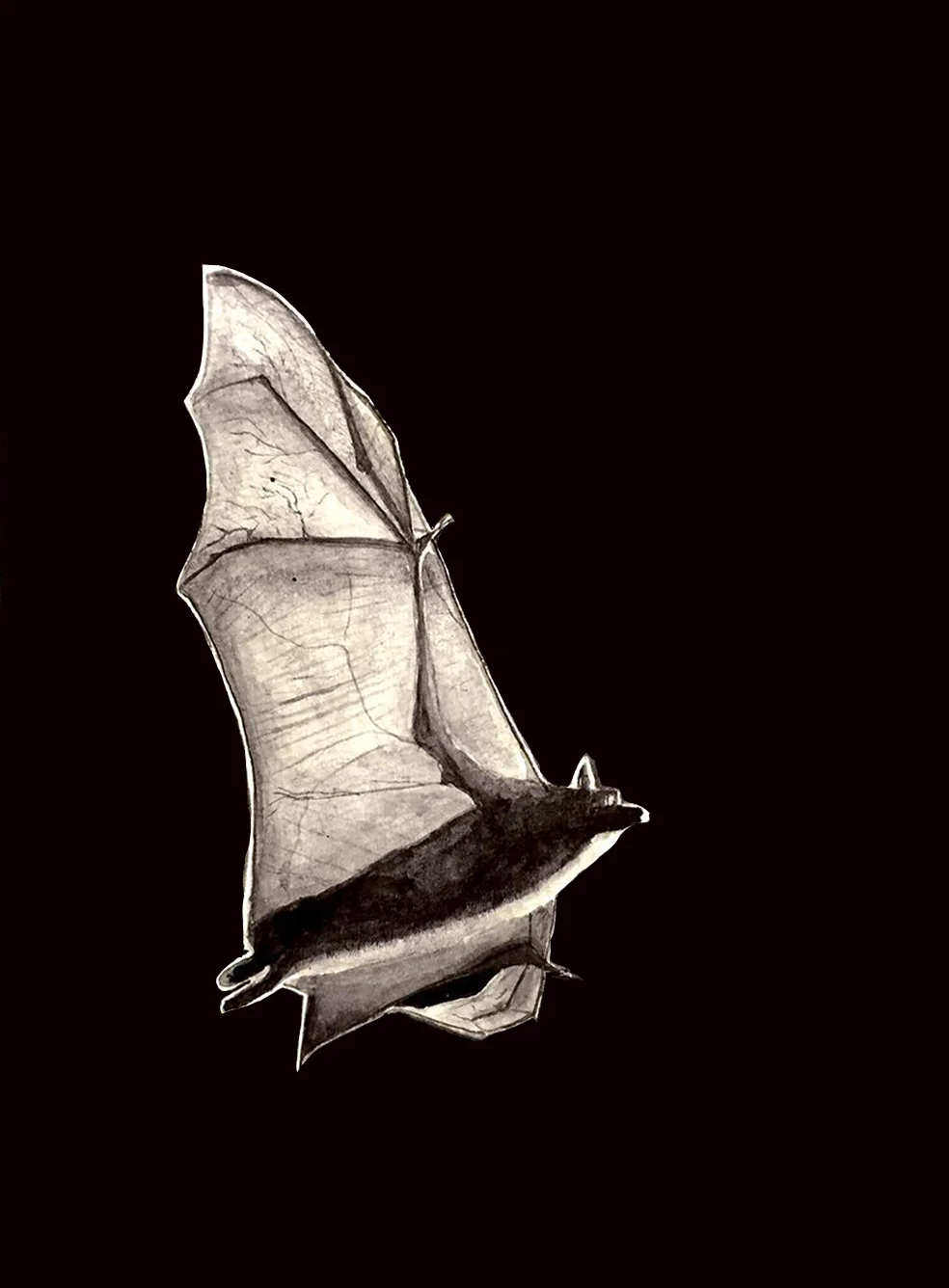 Bat dark.jpg