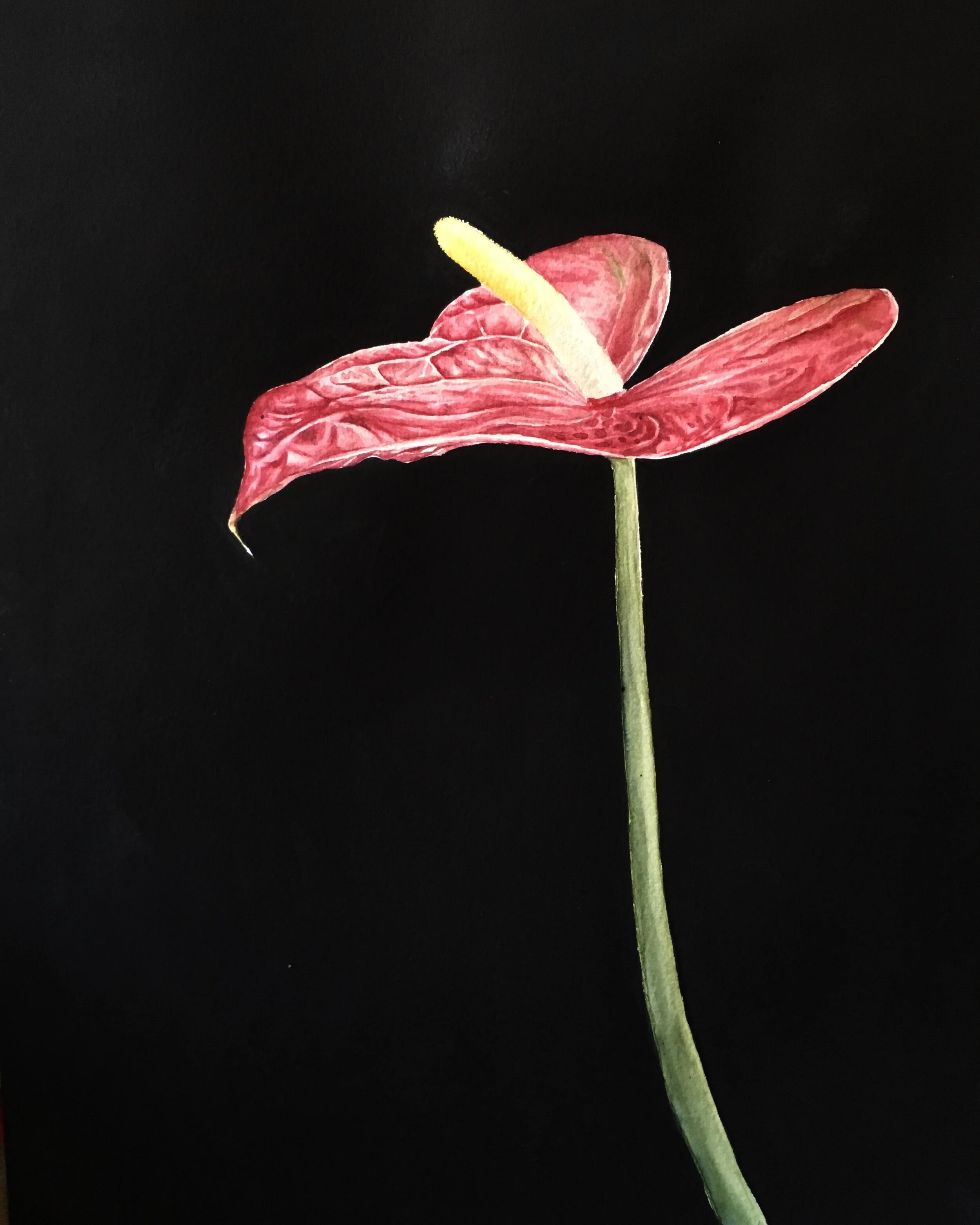 Bot - Anthurium.jpg
