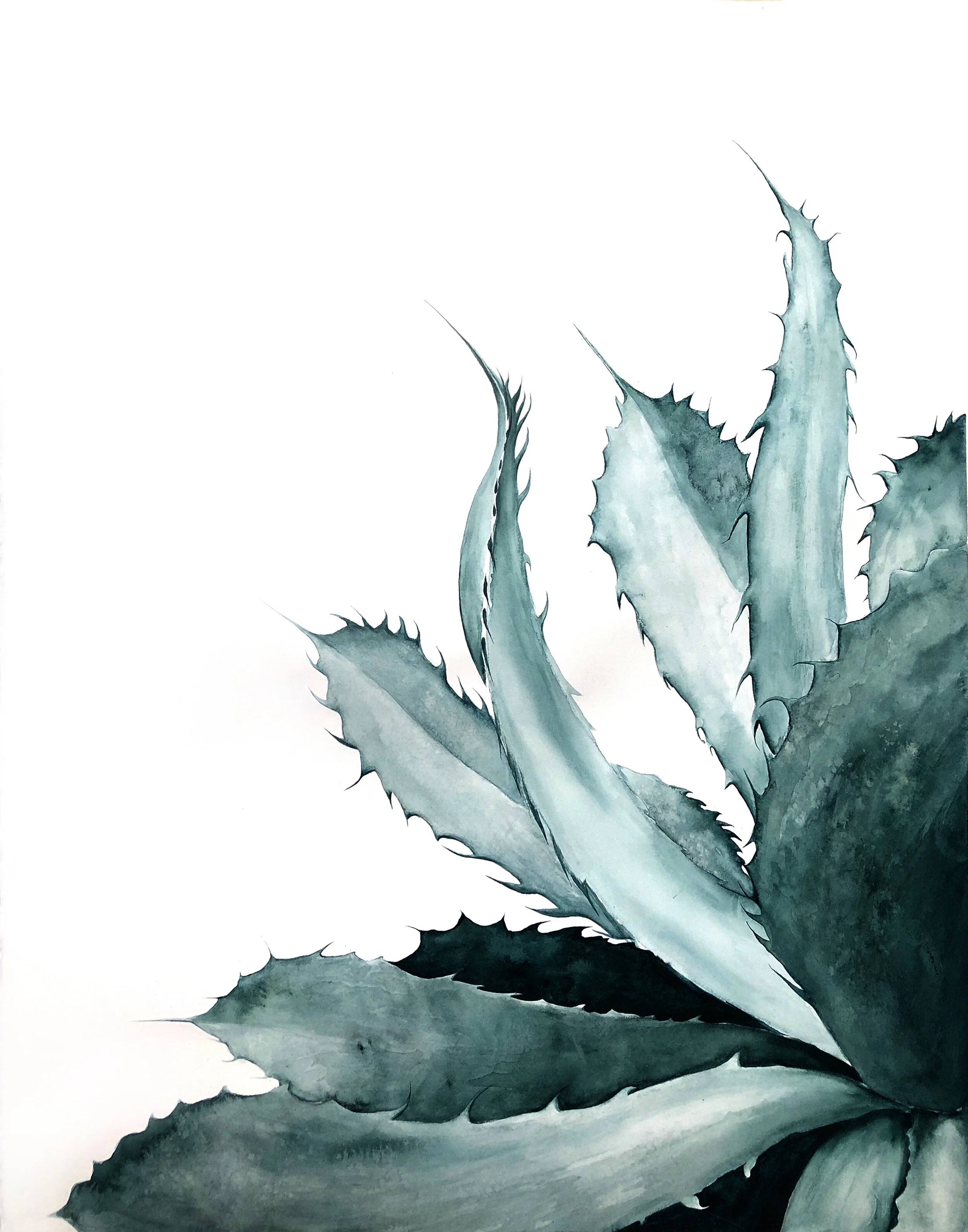 KBowe Agave Right 11 x 14 large.jpeg