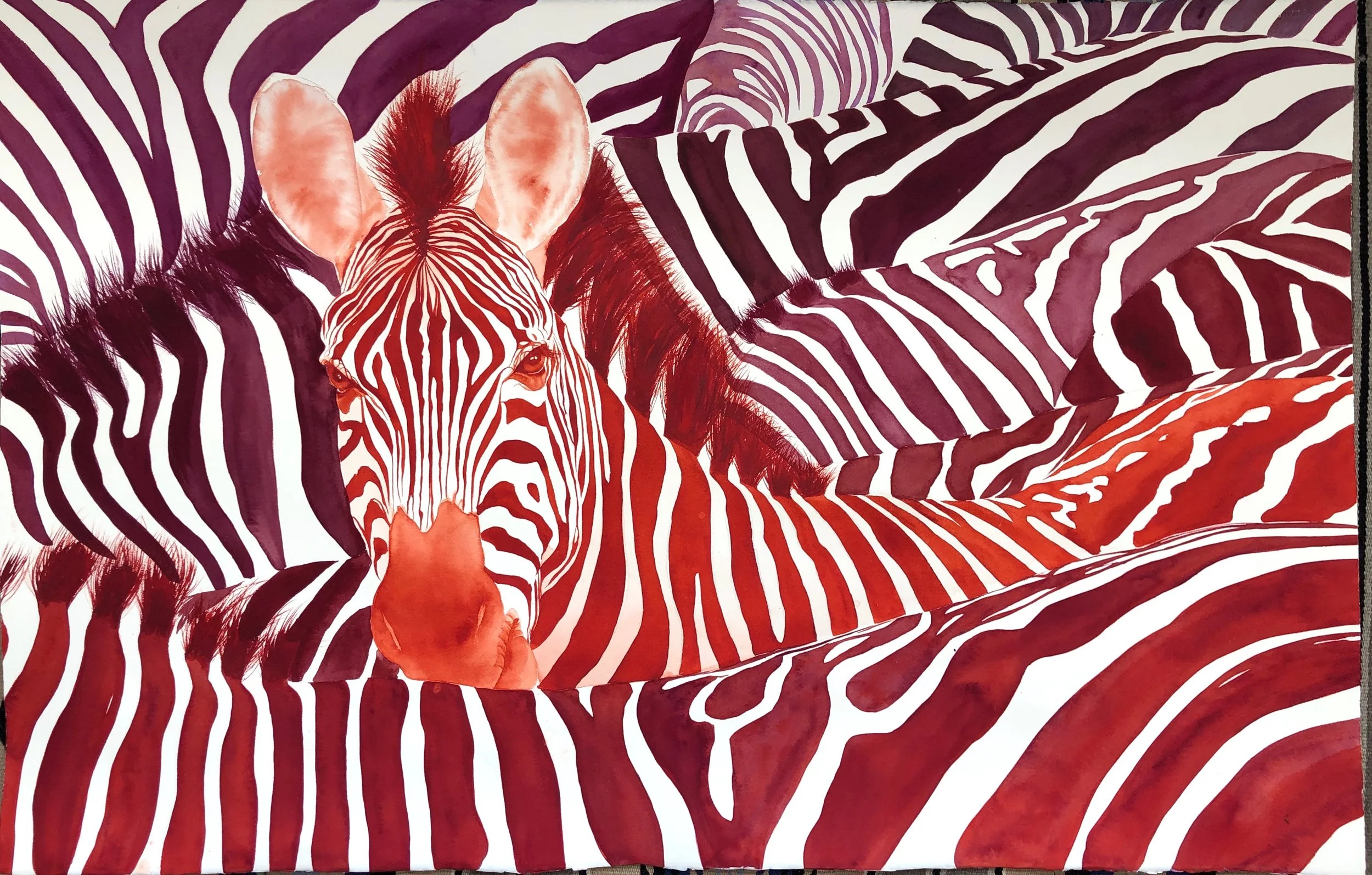 Animal - Zebra herd, sunset.jpeg